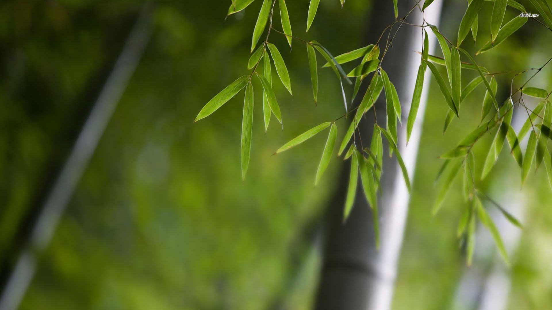 1920x1080 Quotes About Bamboo And Life
