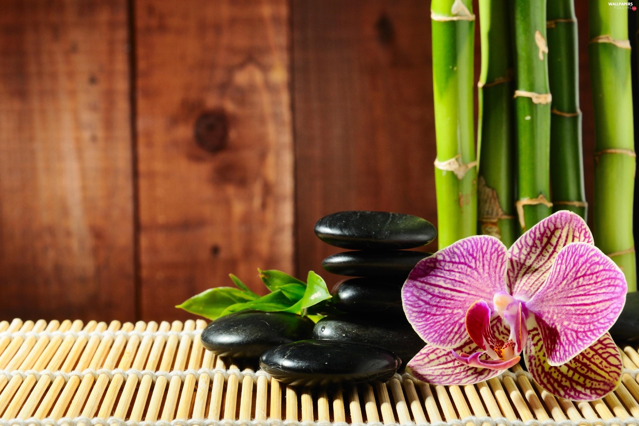 2560x1706 bamboo, mat, orchid, Stones HD Wallpaper: 2560x1706