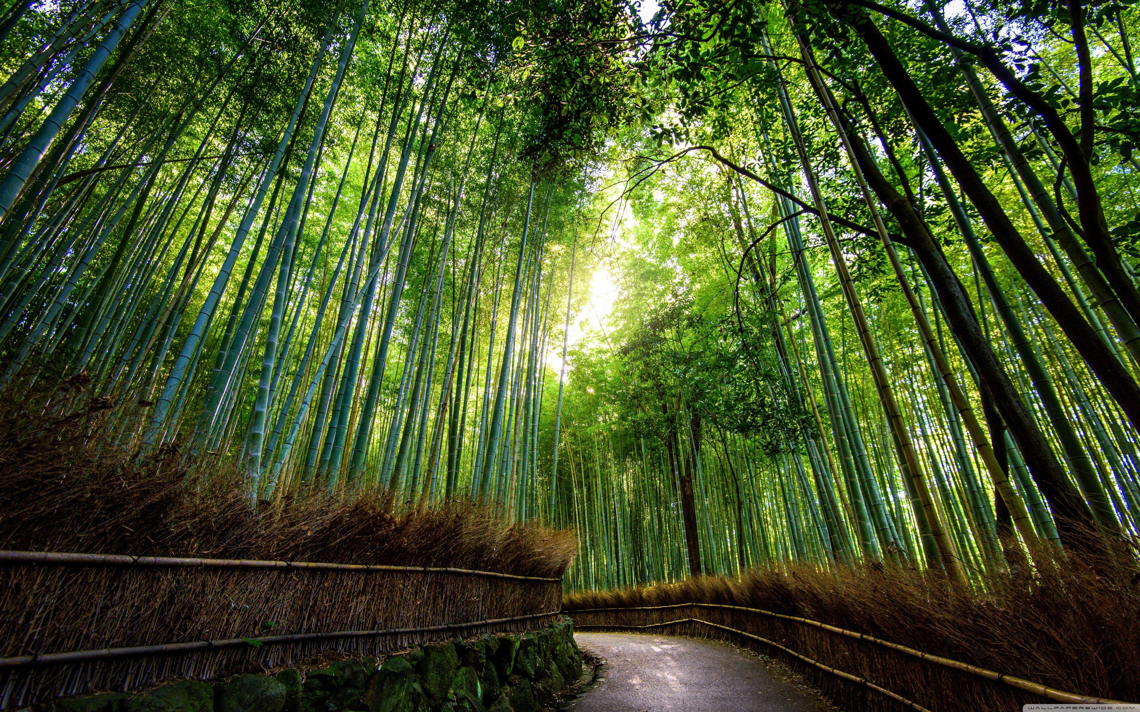 3840x2400 Kyoto Forest Wallpaper
