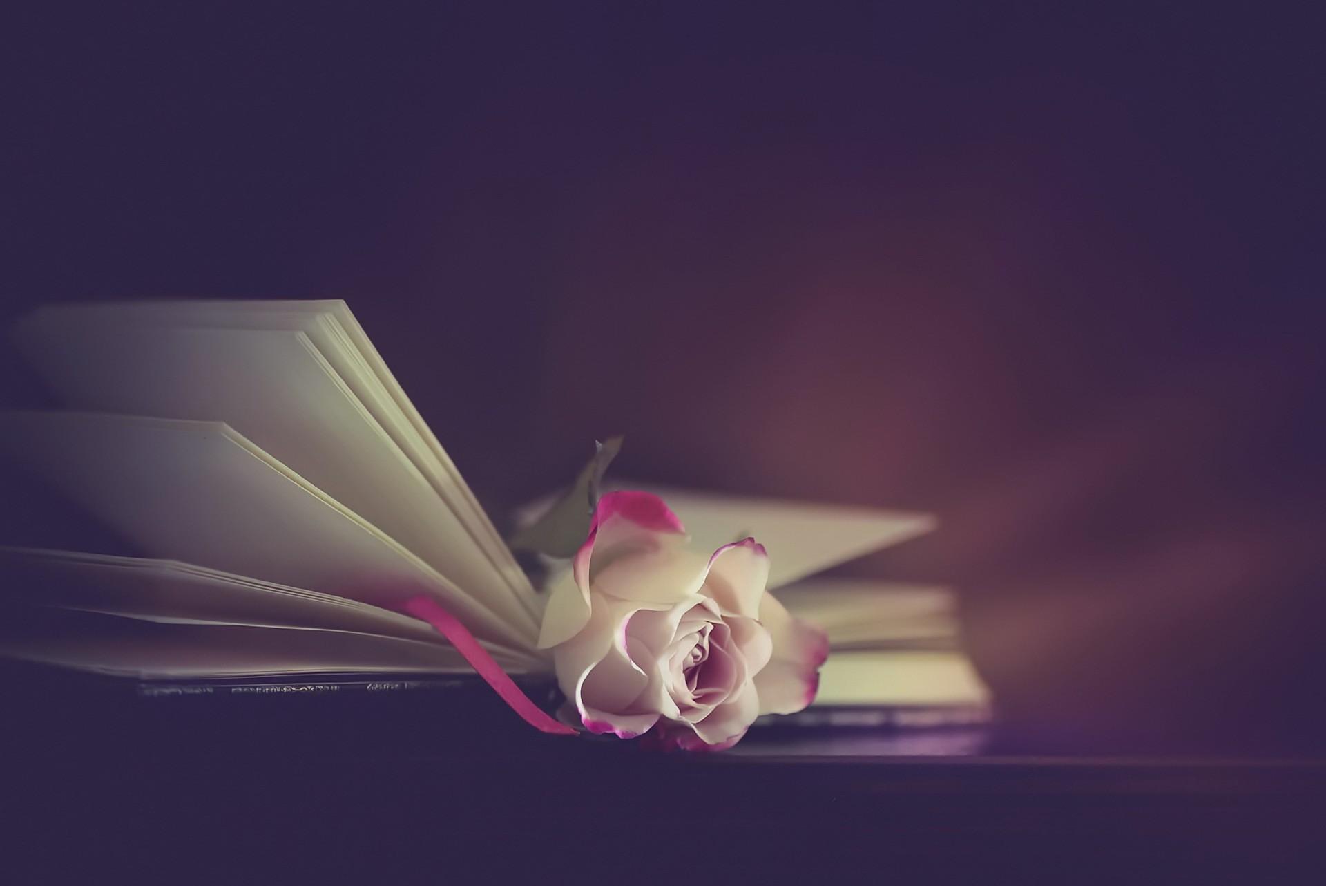 1920x1282 rose flowers books wallpaper
