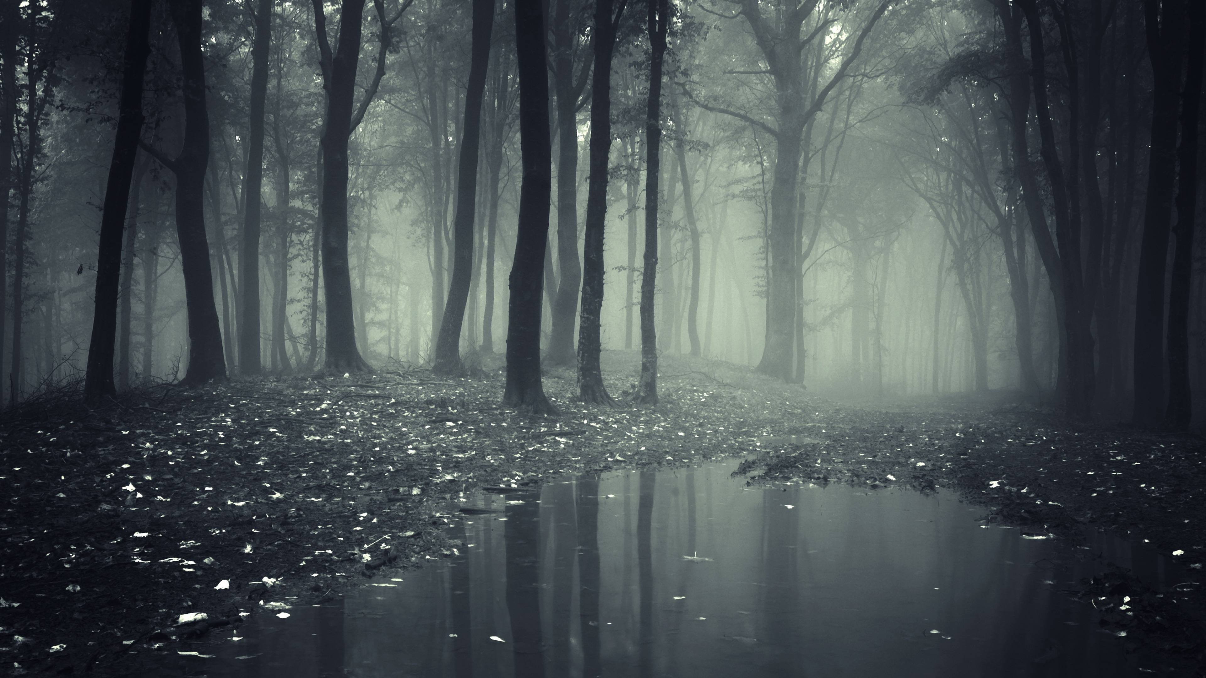 3840x2160 Dark Forest Wallpaper