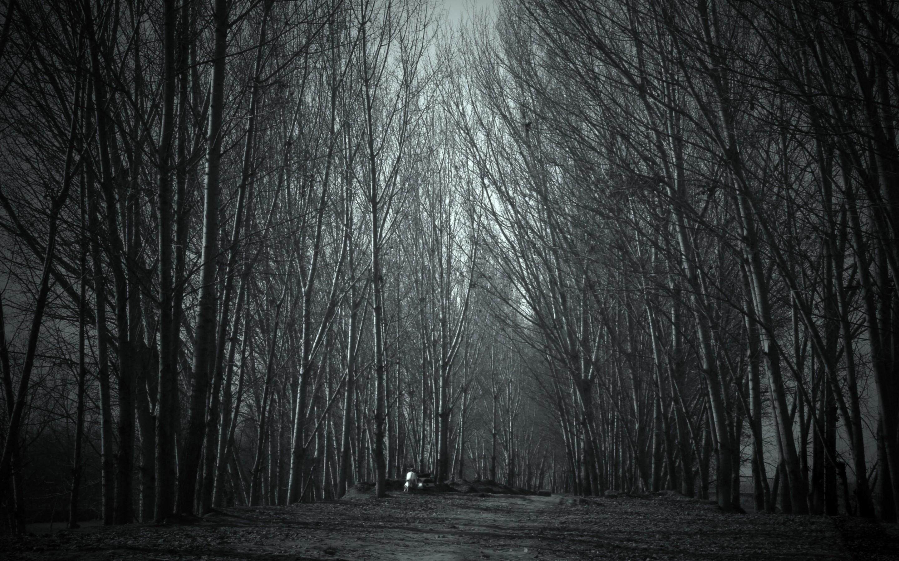 2880x1800 Creepy Forest Wallpaper (best Creepy Forest Wallpaper and image) on WallpaperChat