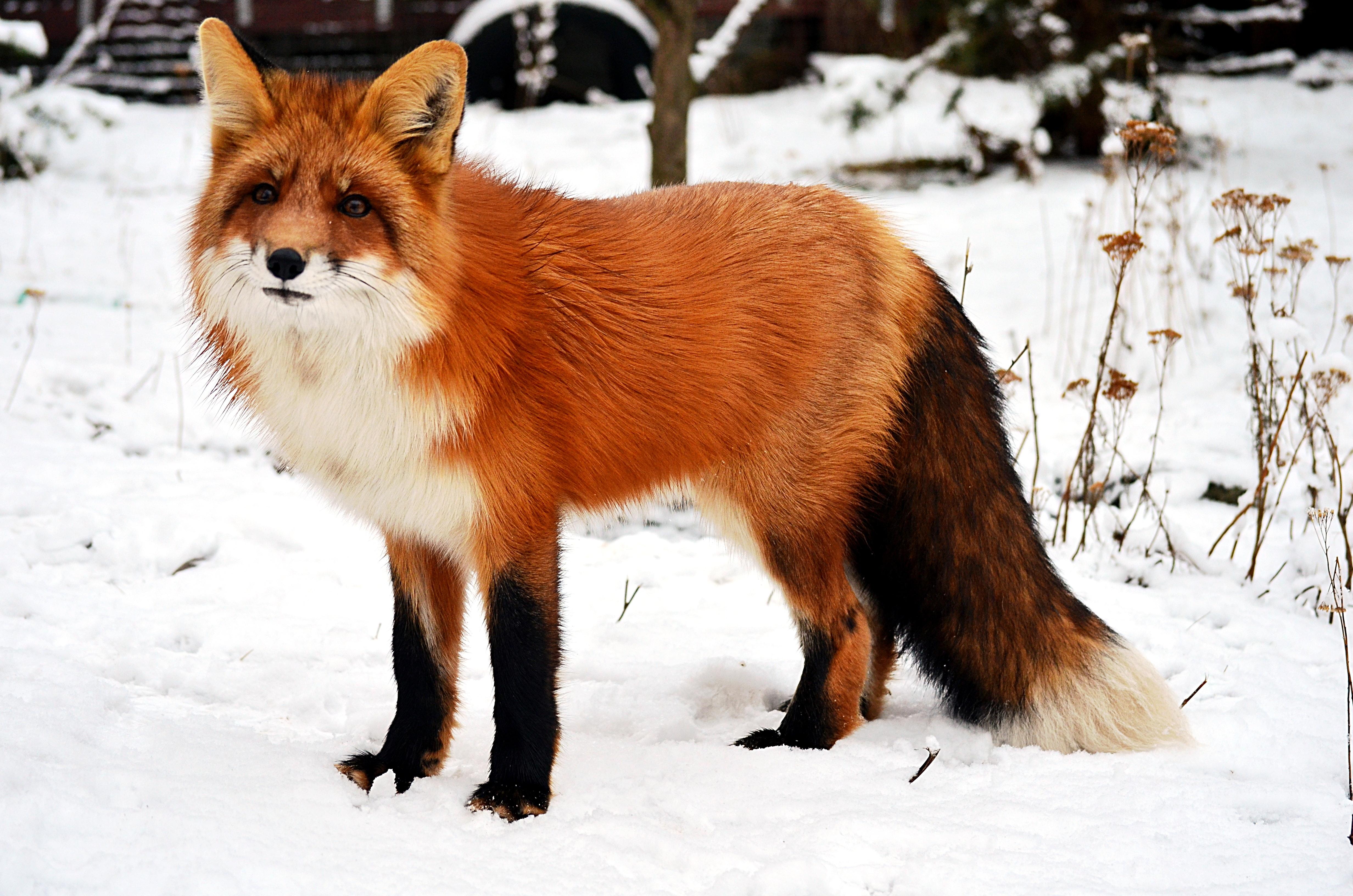 4928x3264 Cute red fox with fluffy tail in snowy winter · Free