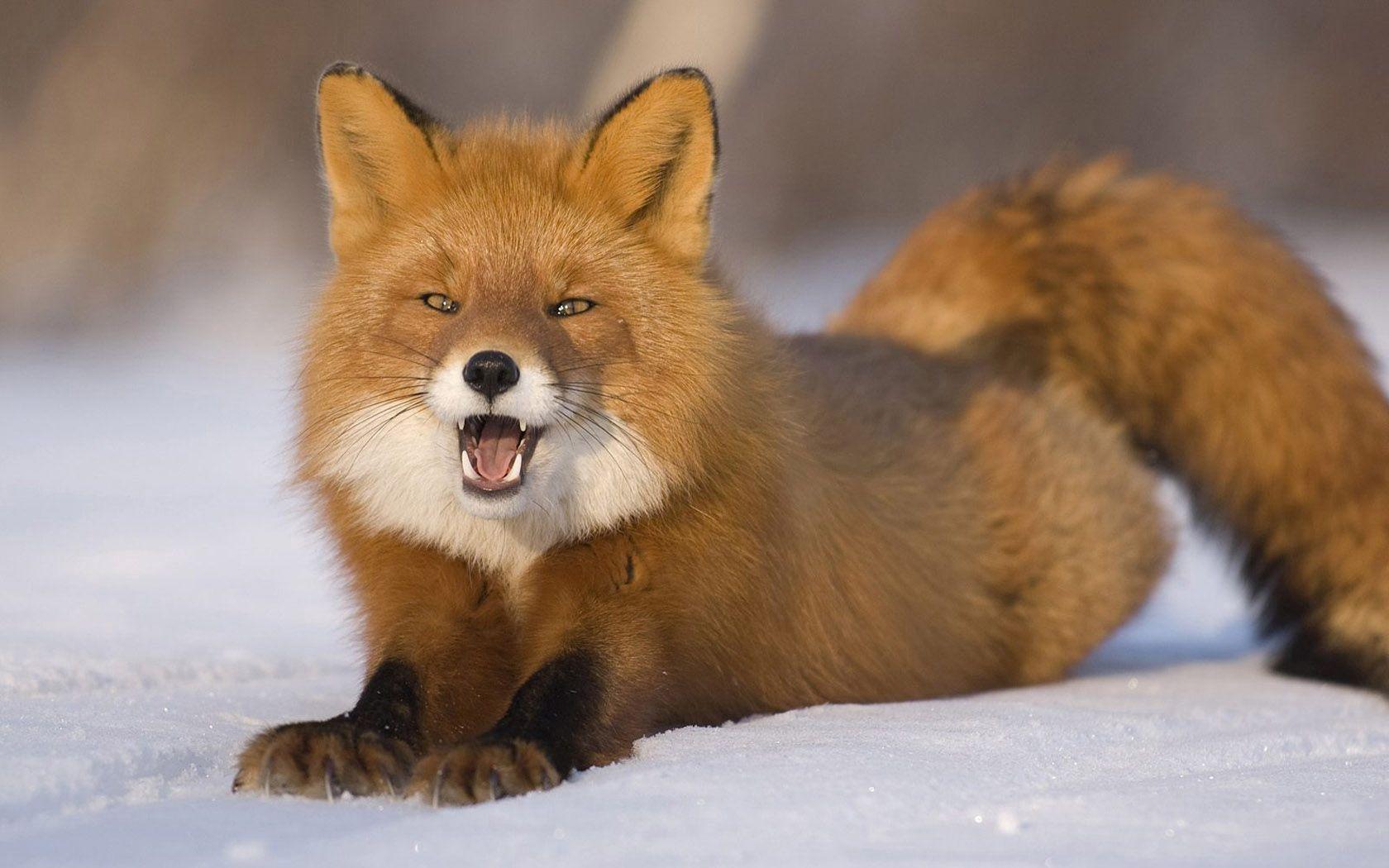1680x1050 Download Wallpaper 1680x1050 Fox, Red Haired, Young, Snow, Down, Funny HD Background