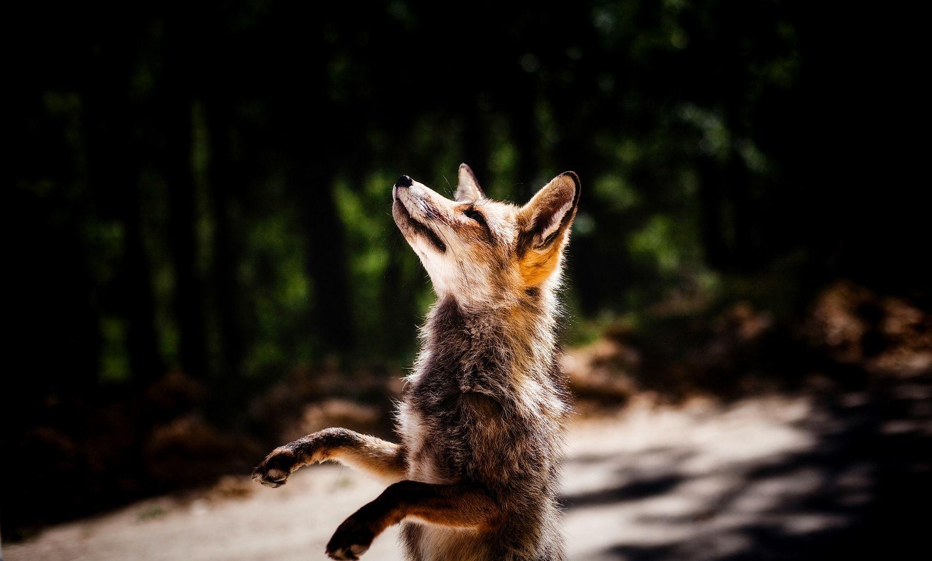1920x1156 Fox Wallpaper