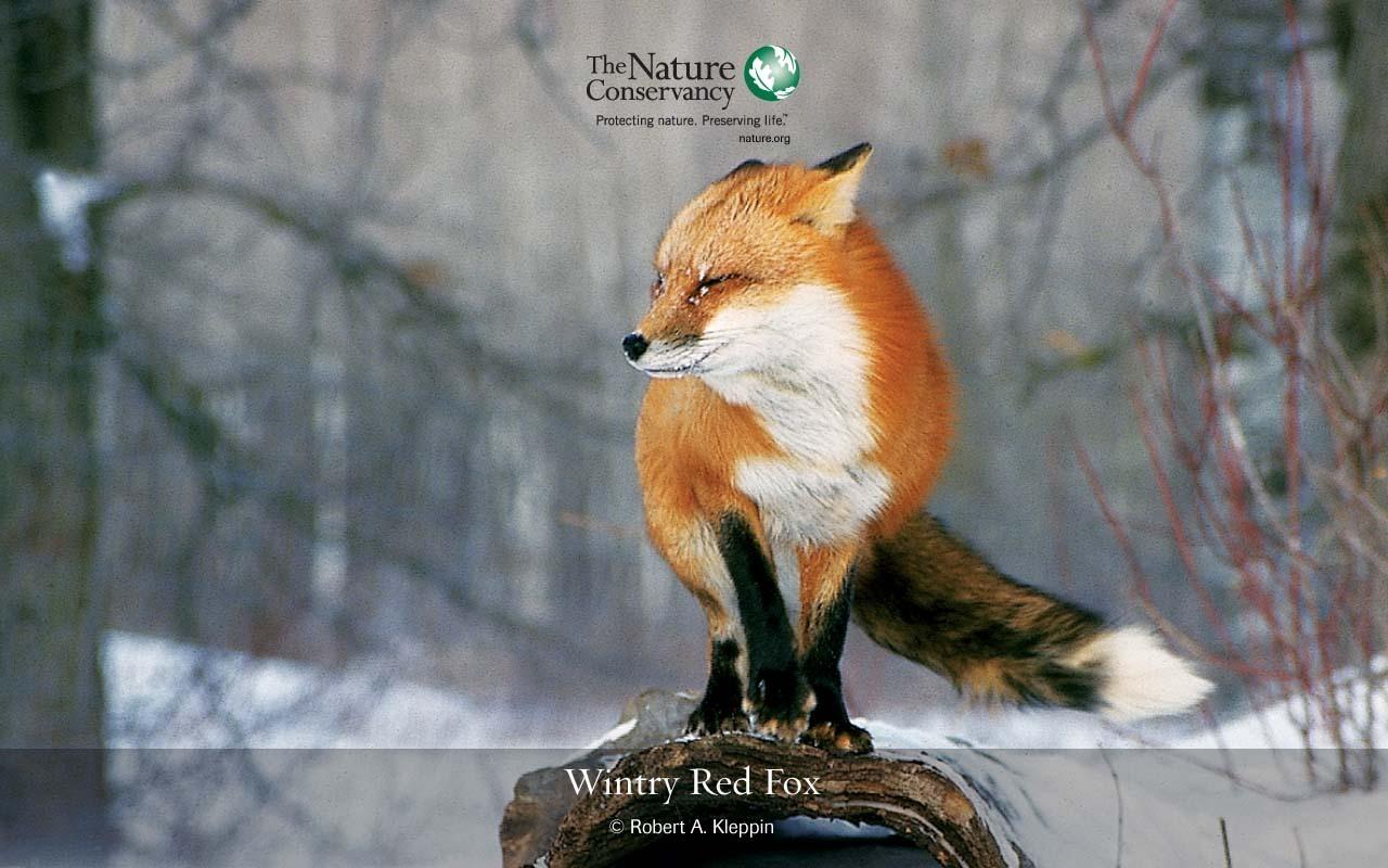 1280x800 Free download Displaying 13 Image For Cute Red Fox Wallpaper [1280x800] for your Desktop, Mobile & Tablet. Explore Kawaii Fox Wallpaper. Fox Racing Wallpaper HD, Fox Racing Desktop Wallpaper