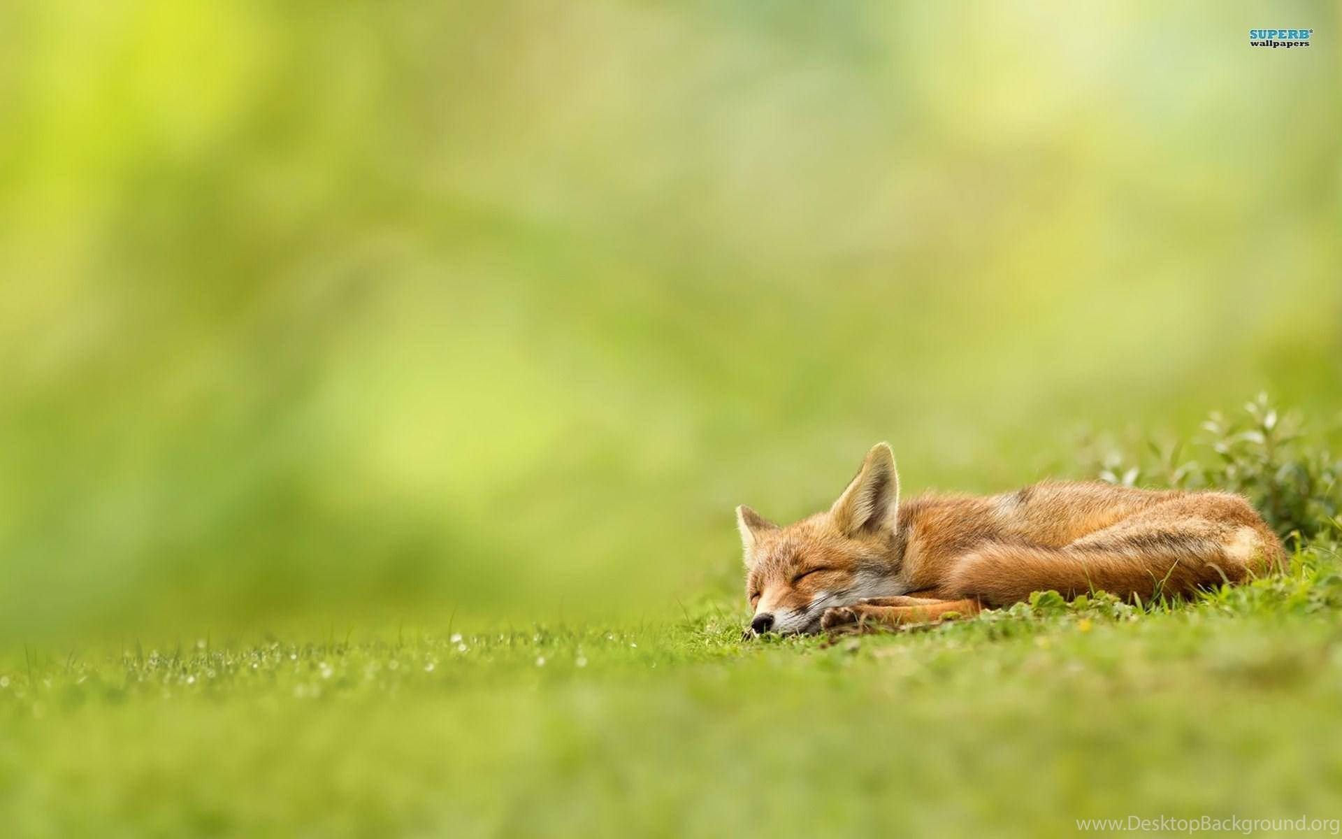 1920x1200 Fox Wallpaper Funny Wallpaper Desktop Background
