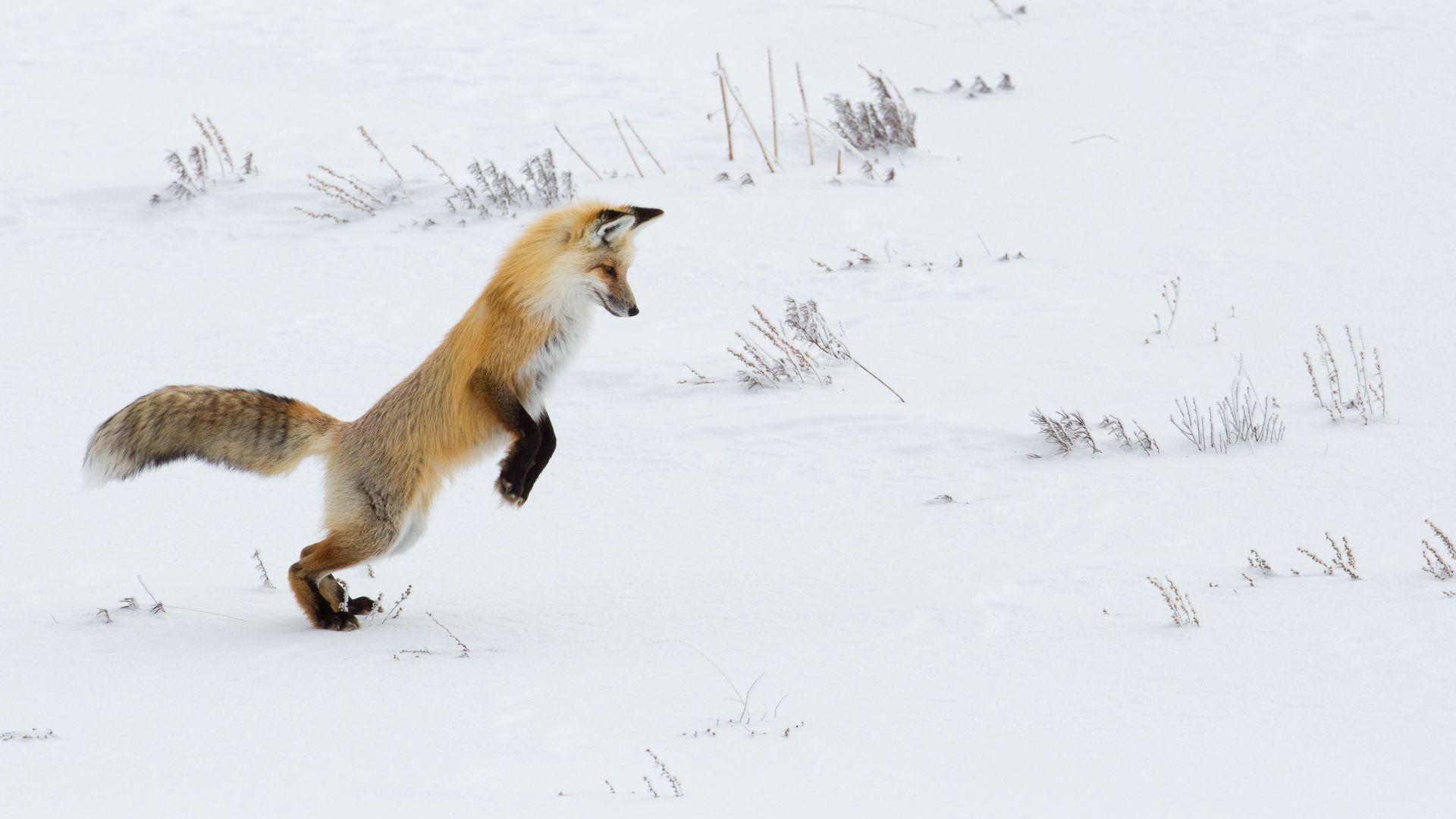 1920x1080 Download wallpaper 1920x1080 fox, funny, predator, snow full hd, hdtv, fhd, 1080p HD background