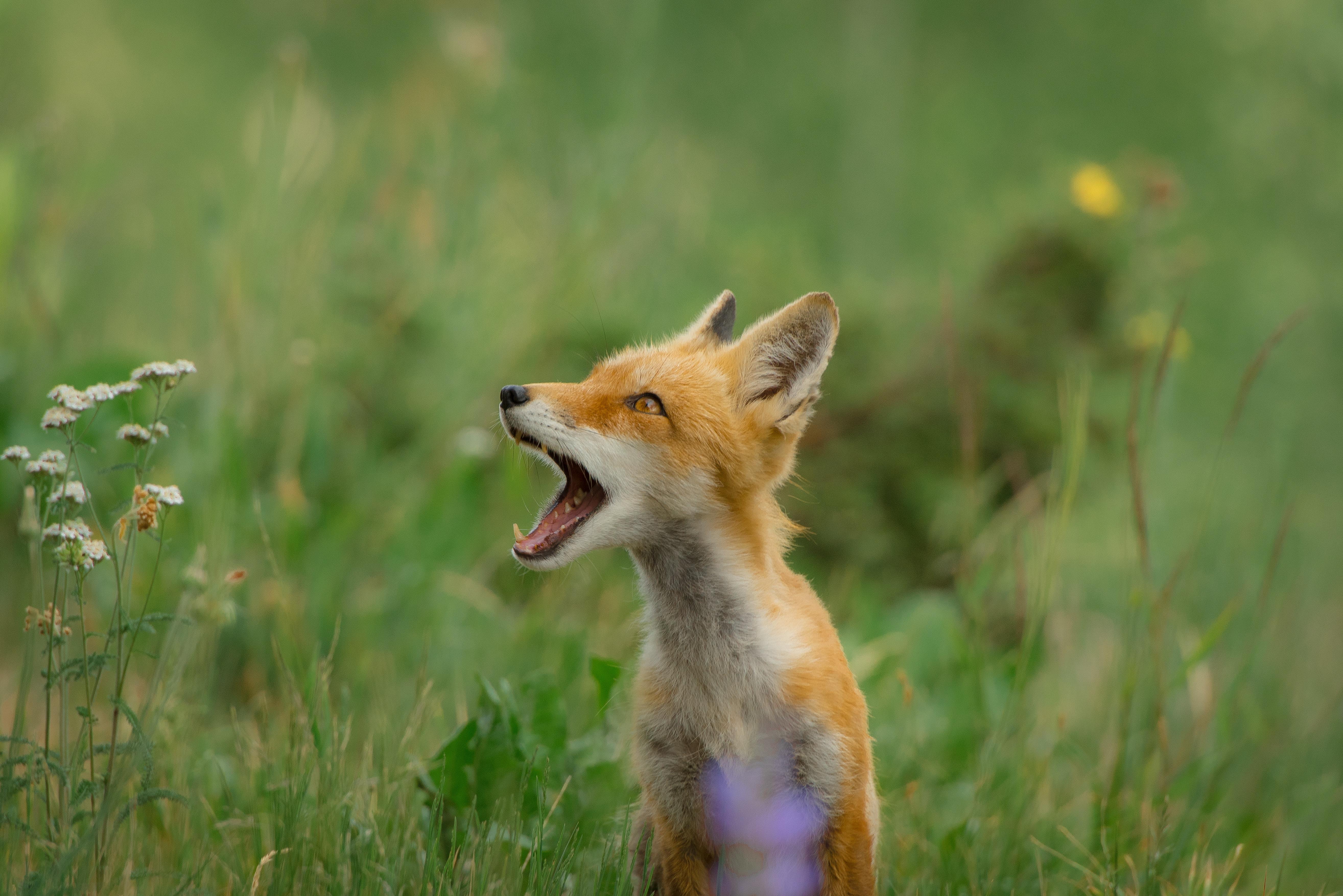 5258x3510 5258x3510 #yawn, #bokeh, #funny, #wild, #field, #teeth, #orange, #Public domain image, #baby, #nature, #fox, #animal, #grass, #mouth, #green, #young. Mocah HD Wallpaper
