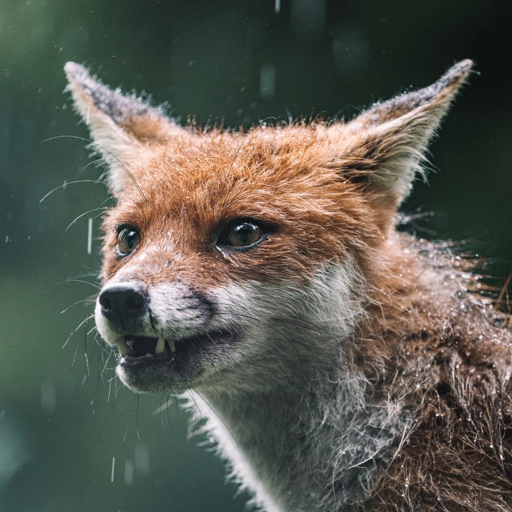 1000x1000 Fox Image. Download Free Picture