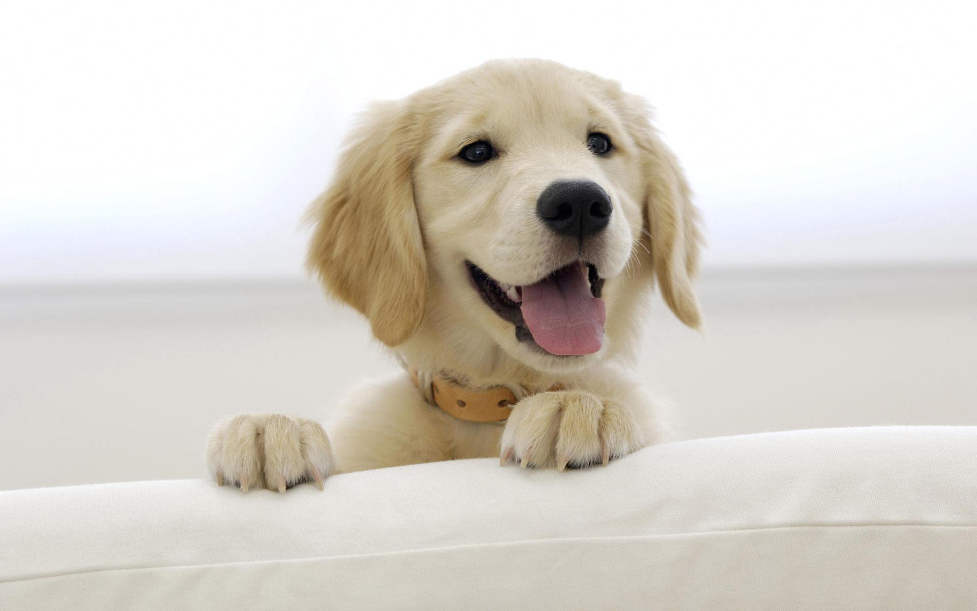 1920x1200 Happy Dog wallpaperx1200