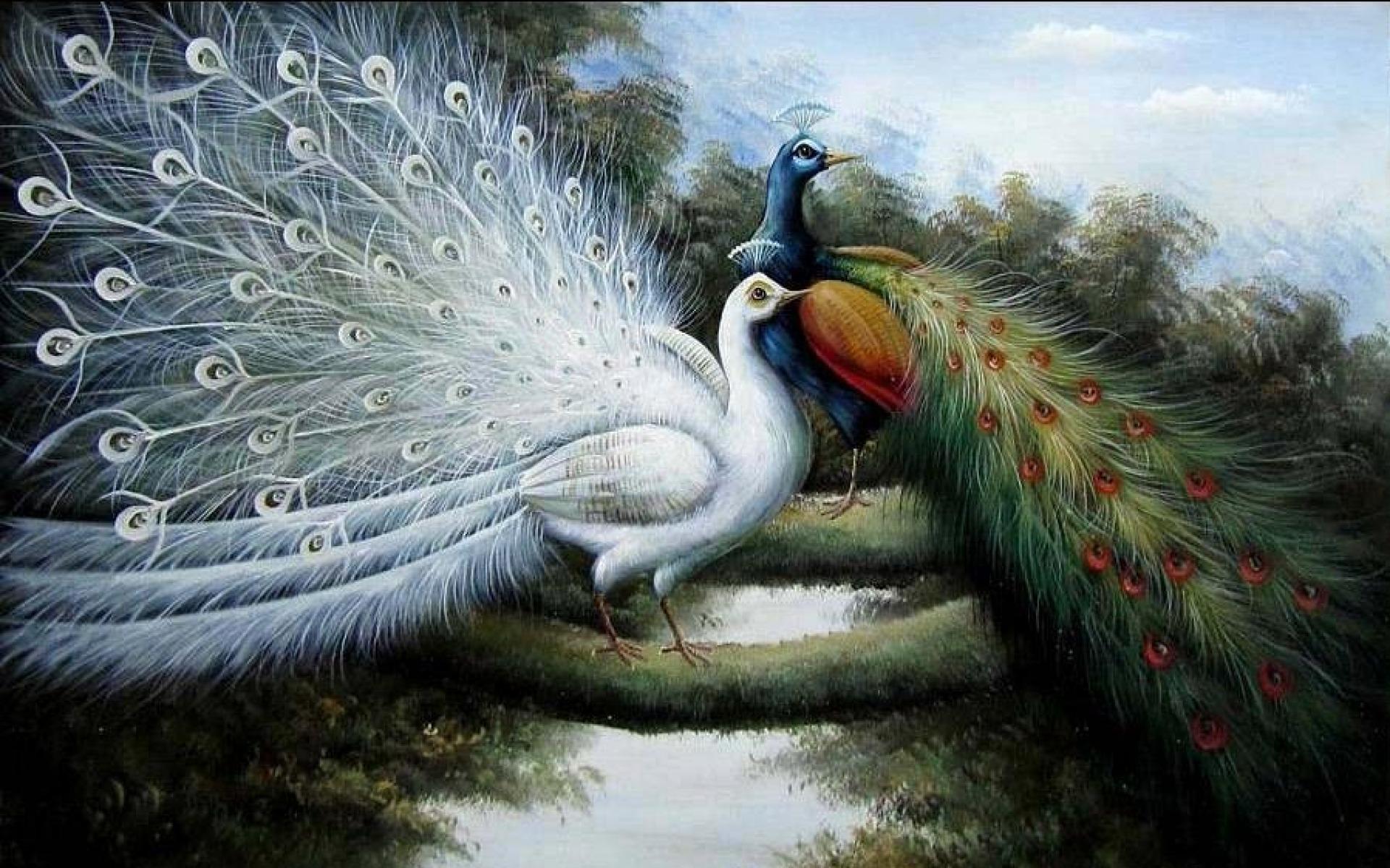 1920x1200 Brilliant Peacocks wallpaper. Brilliant Peacocks