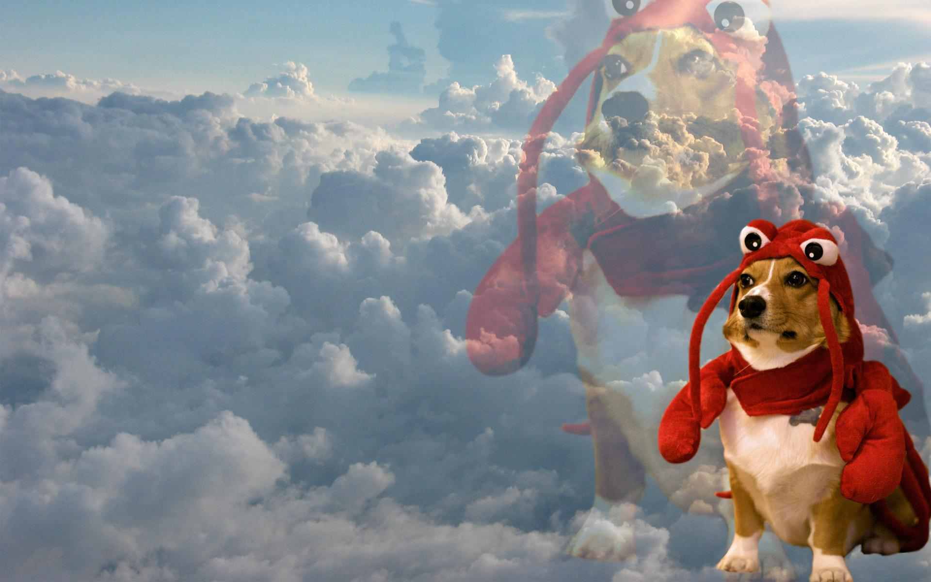 1920x1200 Dog Fort Wallpaperx1200