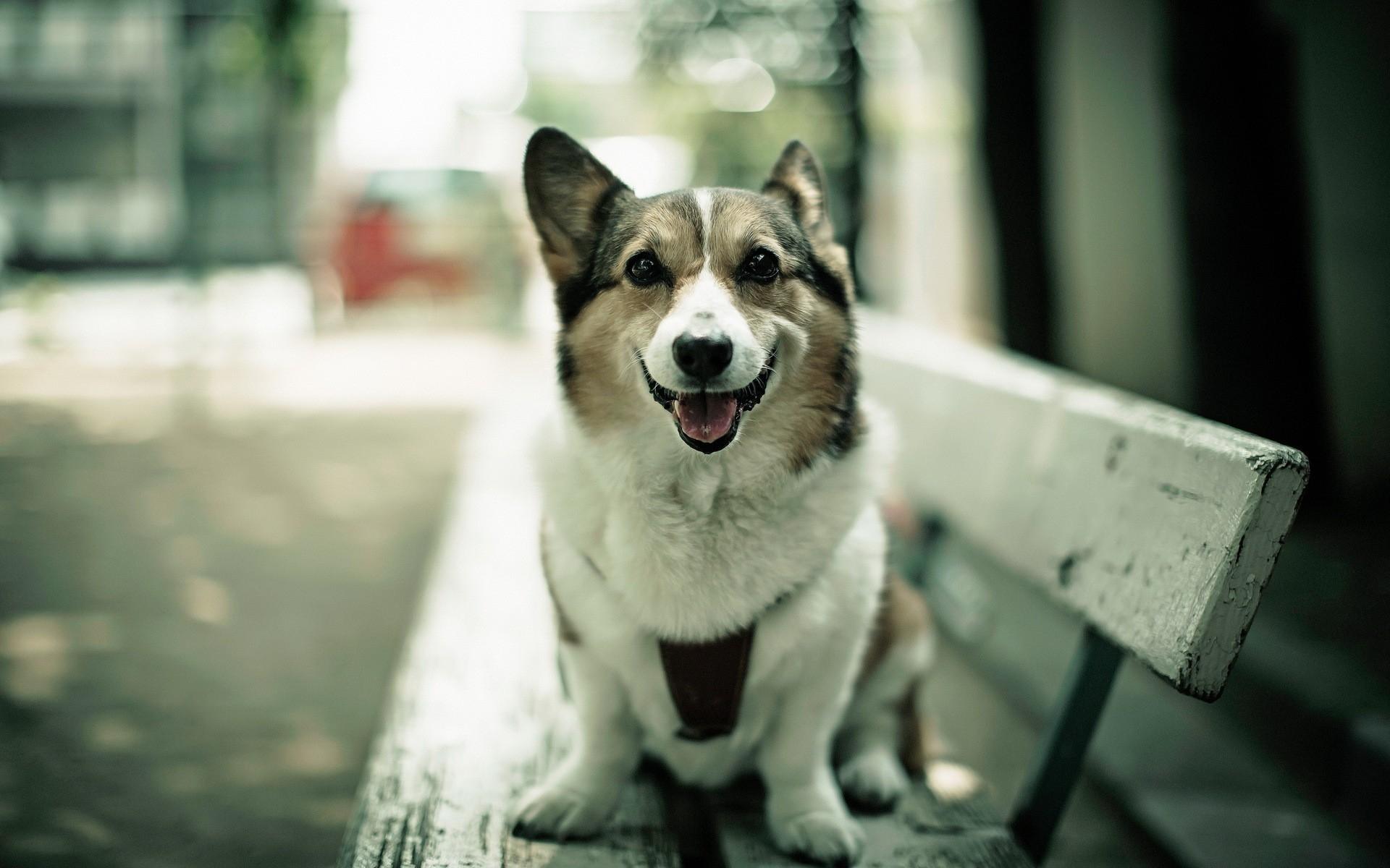 1920x1200 Download Corgi Dog Wallpaper 49394 1920x1200 px High Definition Wallpaper