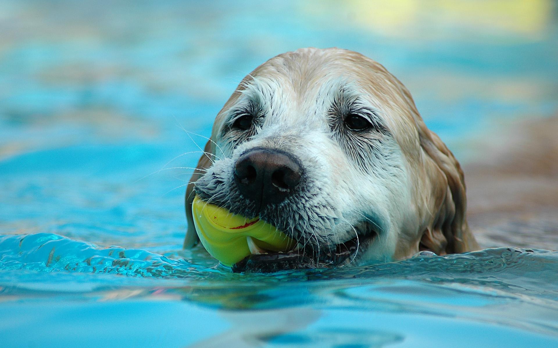 1920x1200 Cool Dog Wallpaper, Cool Dog Desktop Wallpaper In Pool
