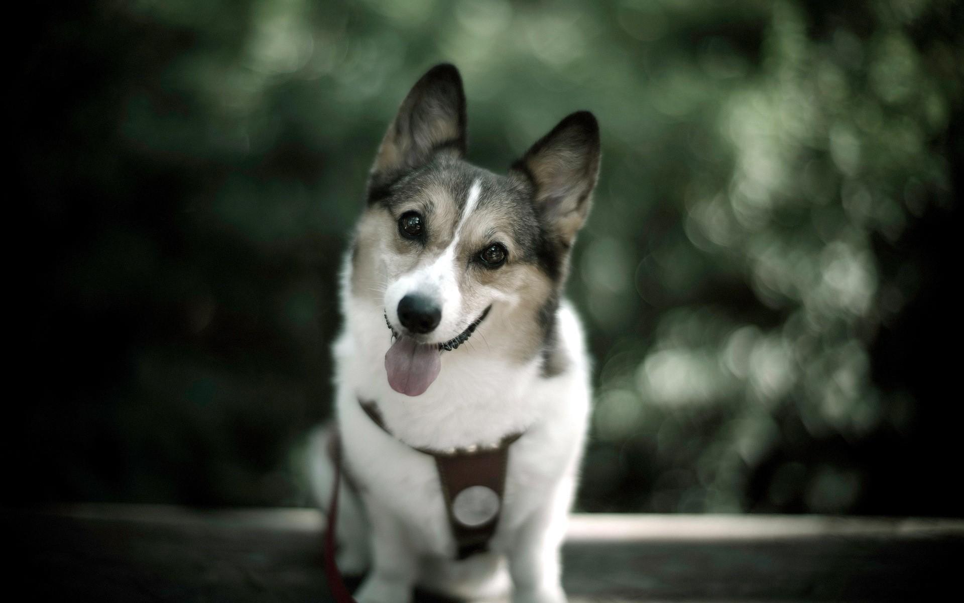 1920x1200 Cute Dog Photo desktop PC and Mac wallpaper