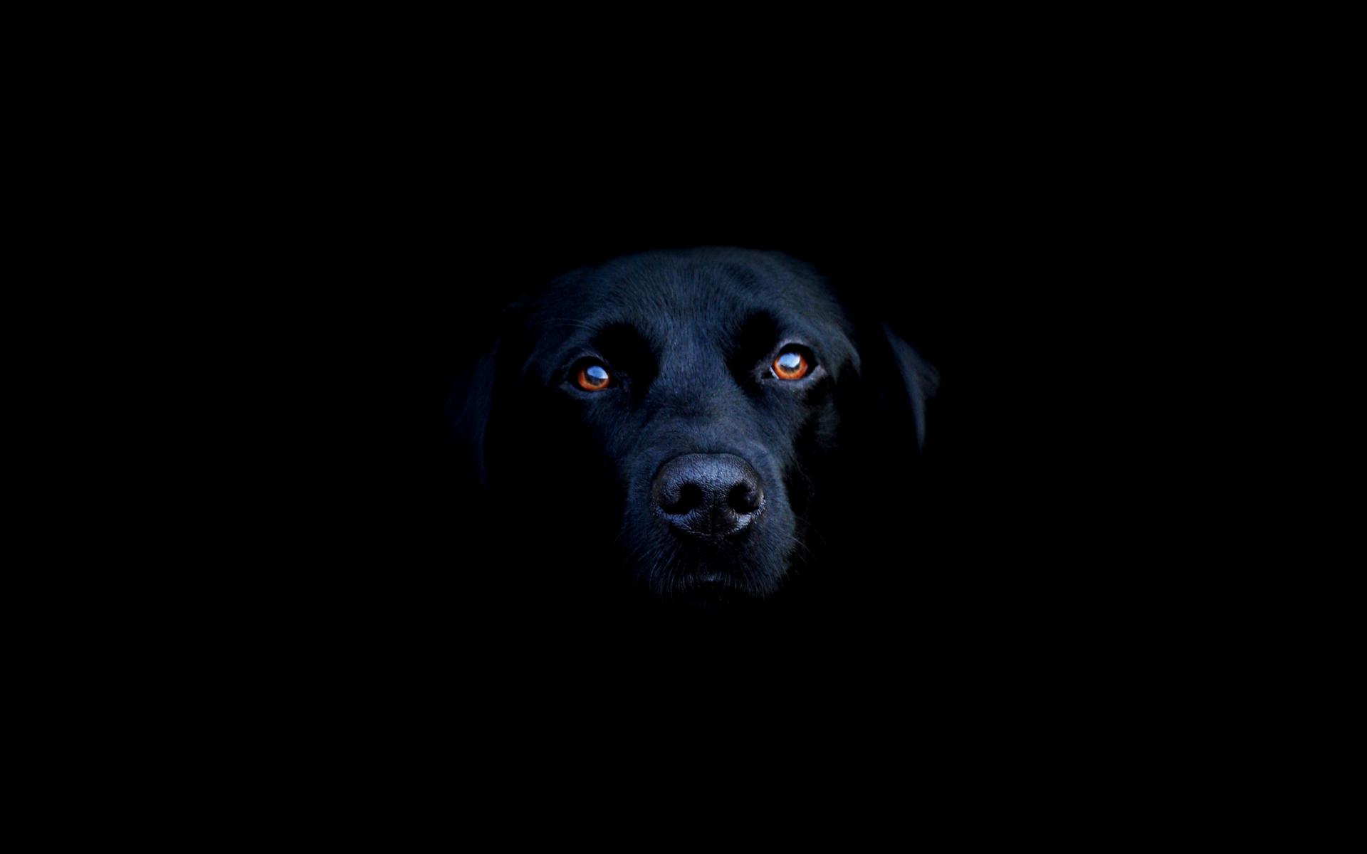 1920x1200 Dog Wallpaperx1200