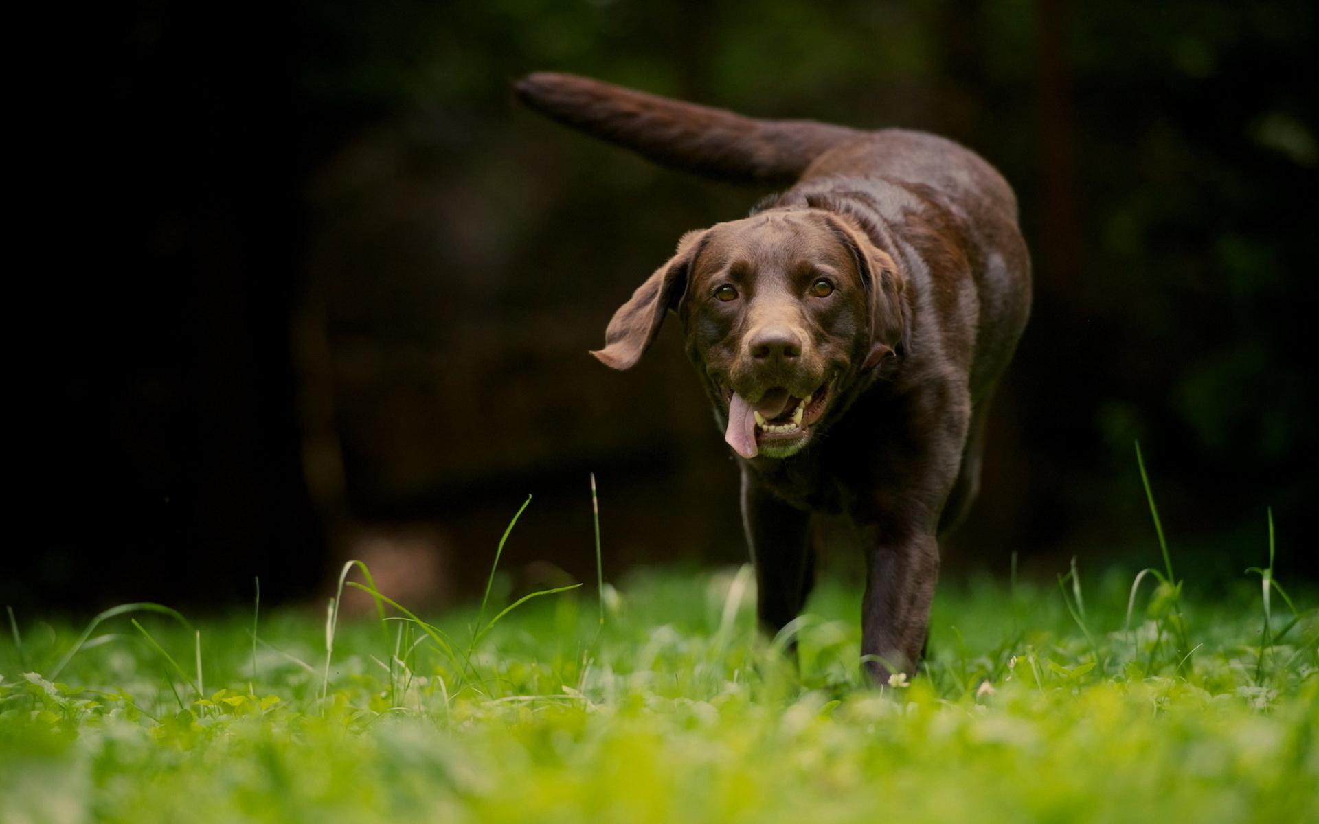 1920x1200 Download Beautiful Brown Dog Wallpaper 44102 1920x1200 px High Definition Wallpaper