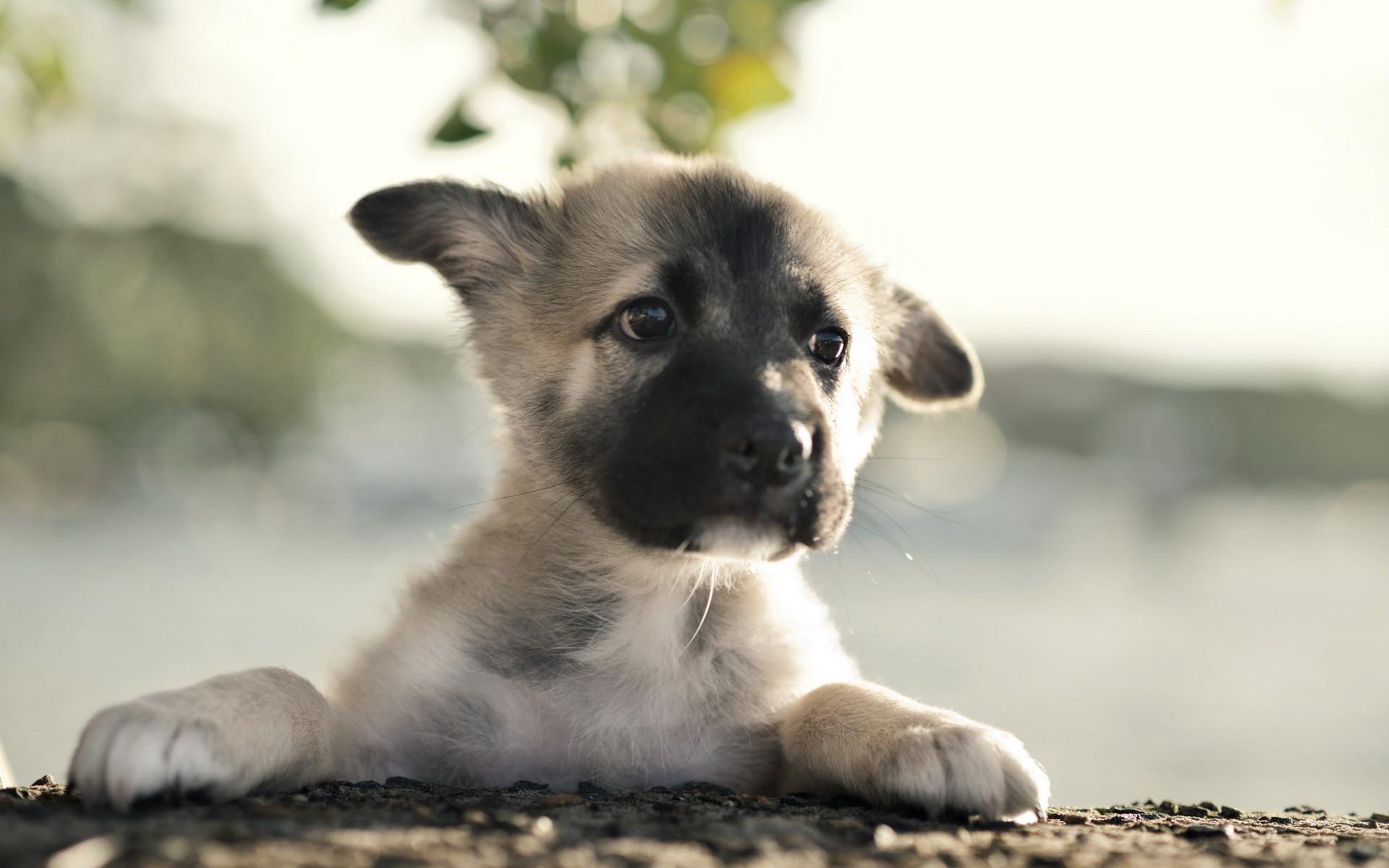 1920x1200 German Shepherd Police Dog Wallpaper background picture