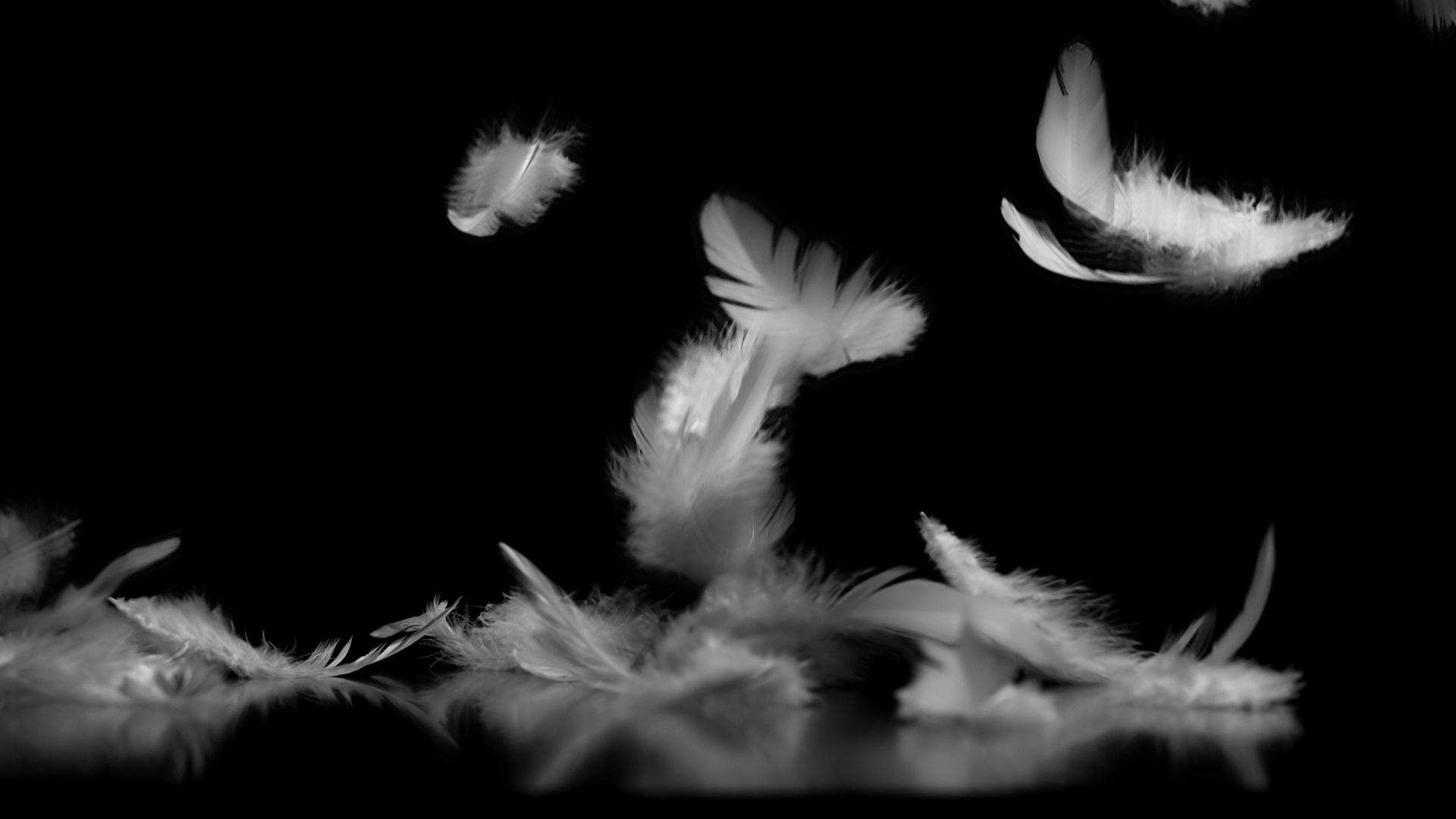 1920x1080 Free download White feathers falling against black background with reflection [1920x1080] for your Desktop, Mobile & Tablet. Explore Feathers Falling Wallpaper. Feathers Falling Wallpaper, Peacock Feathers Wallpaper, Bing Wallpaper Feathers