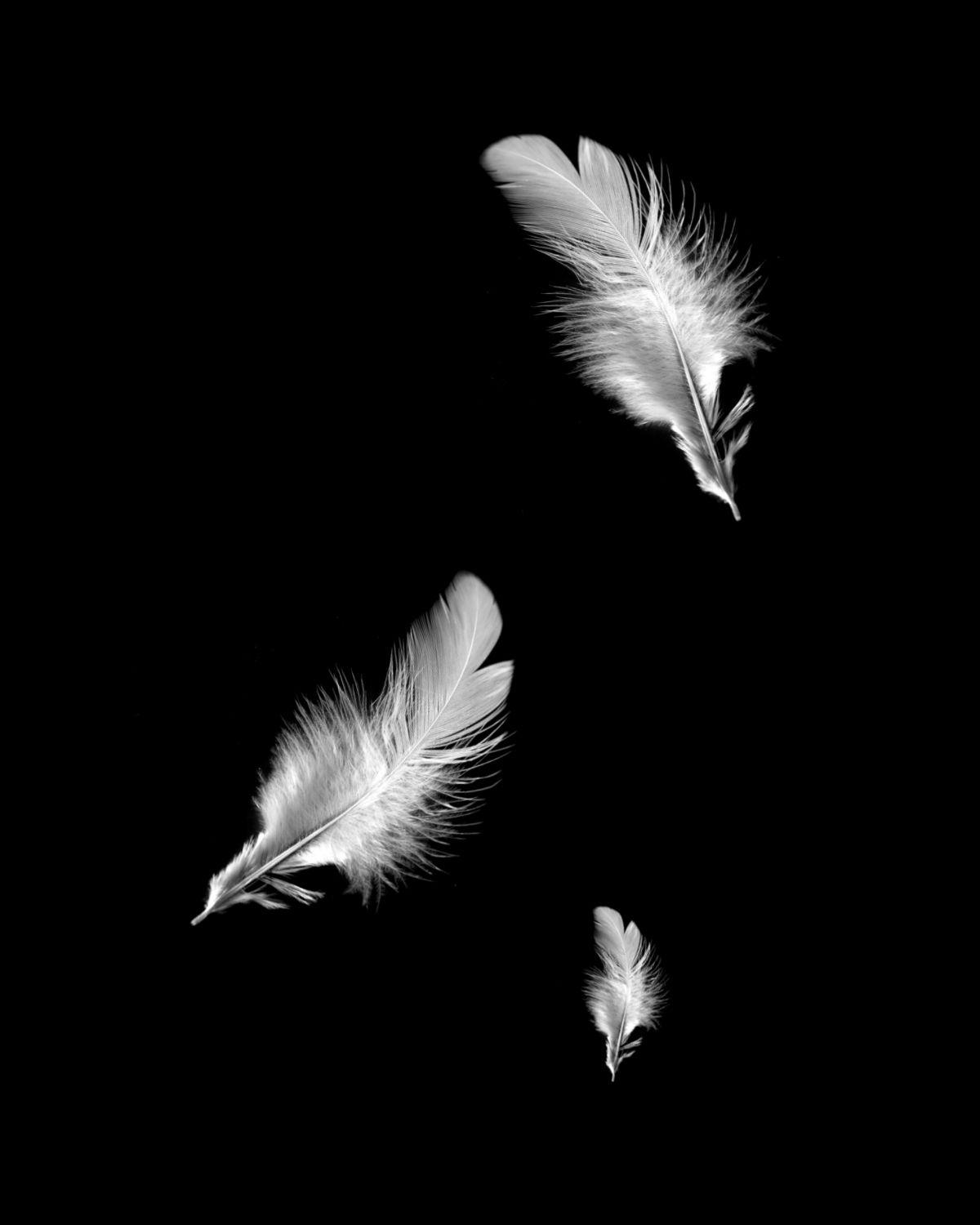 1200x1500 Aesthetic Black And White Feathers