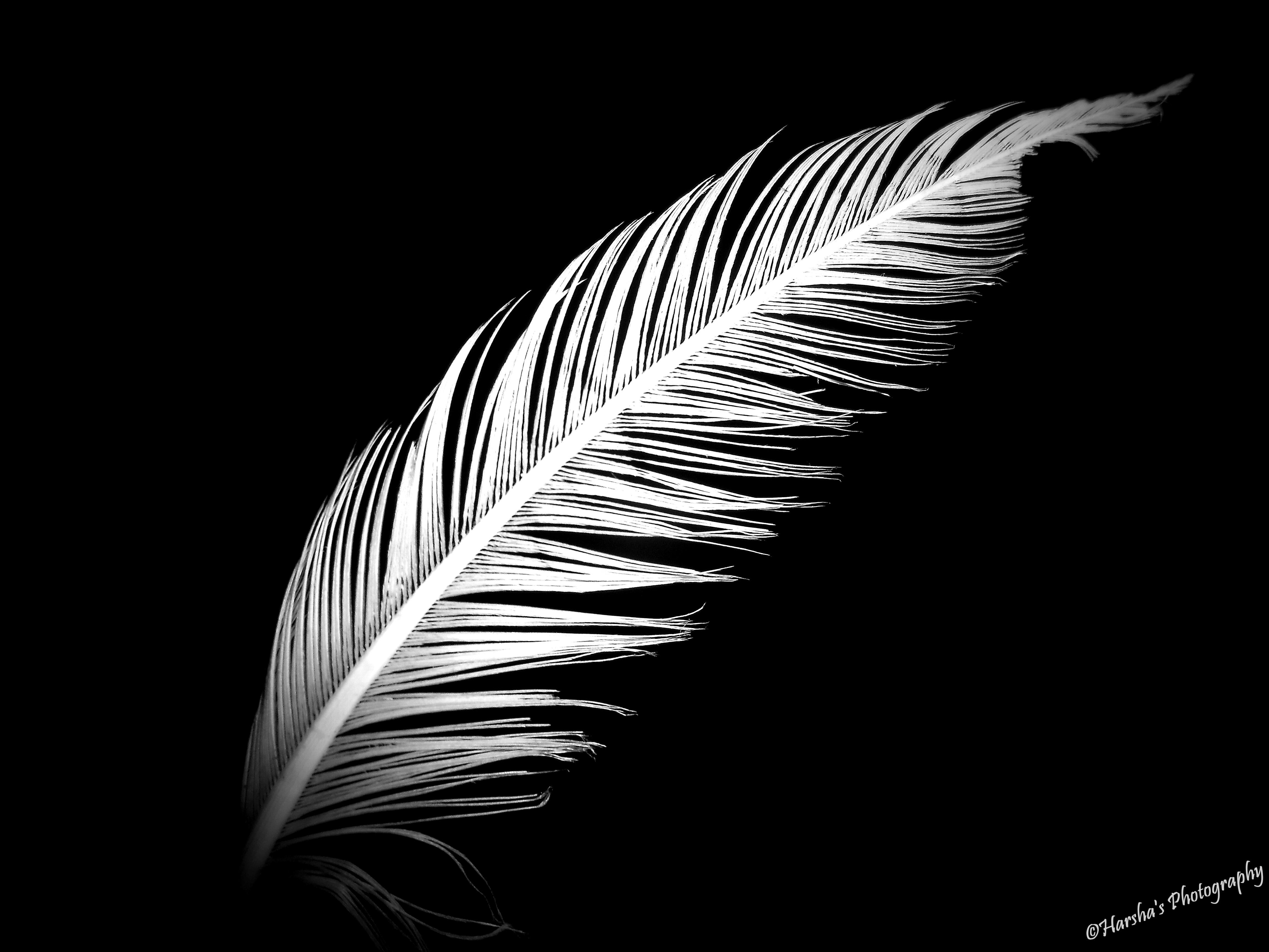4608x3456 Black And White Feather Wallpaper