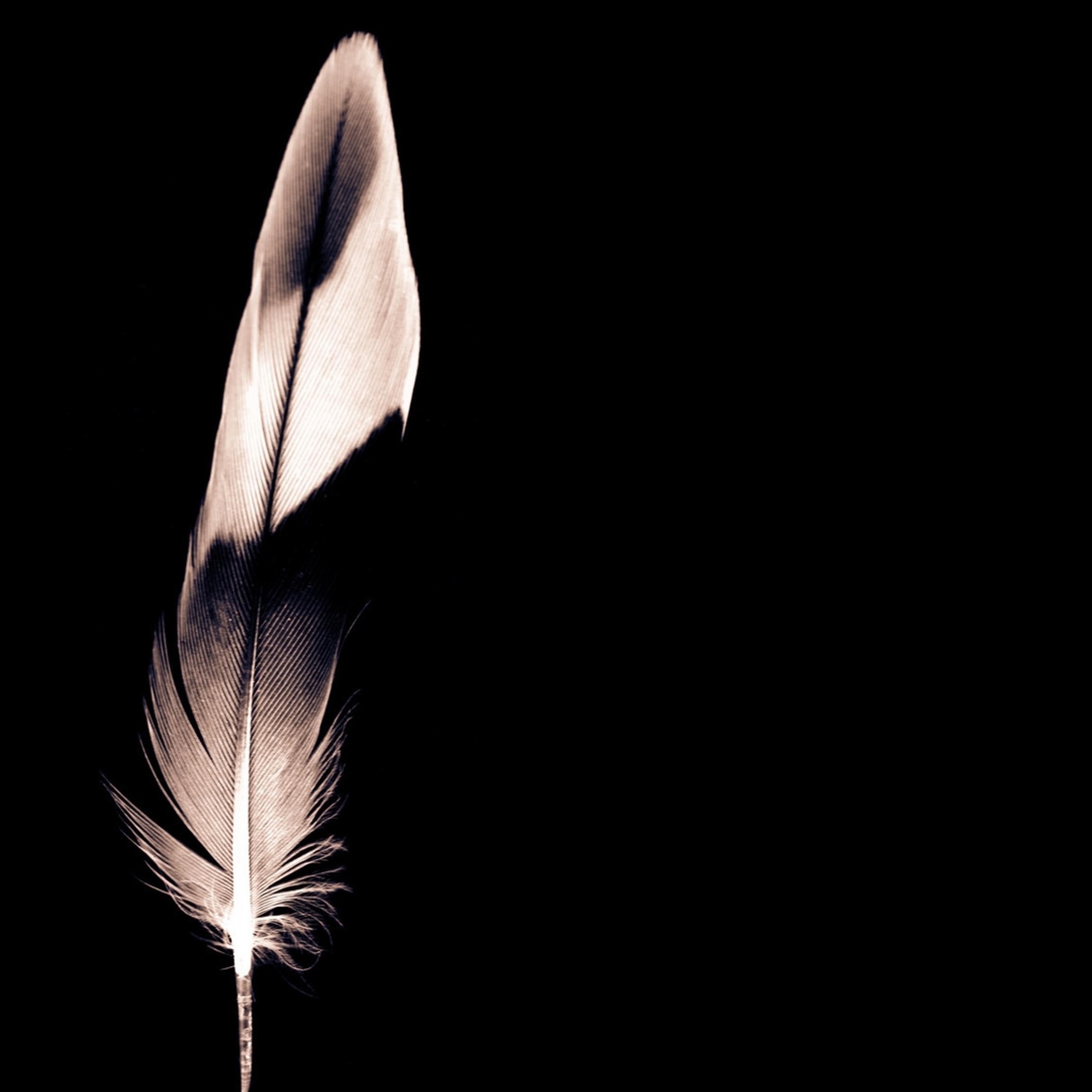 2524x2524 Black and white feather