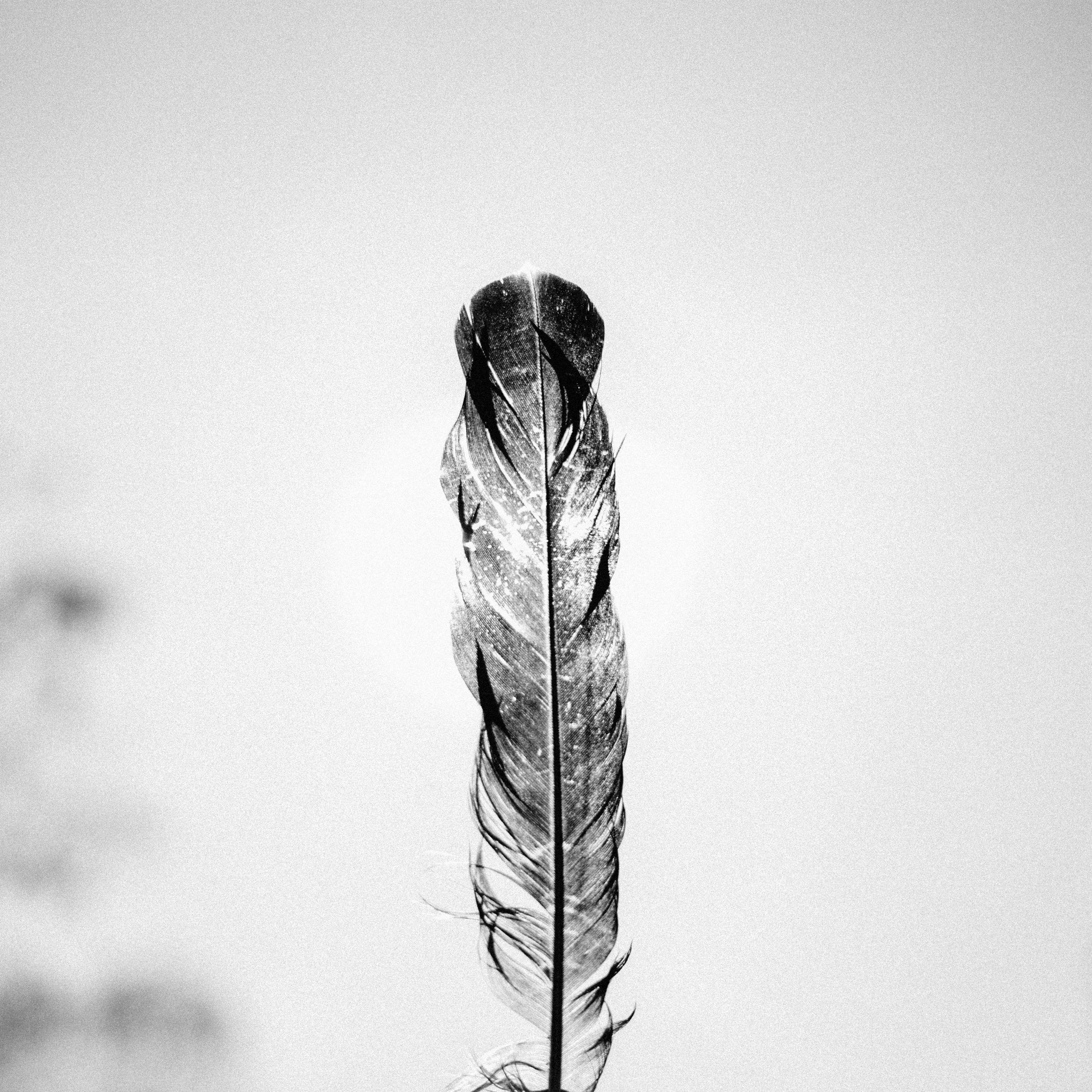 Black and White Feather Wallpapers Top Free Black and White Feather