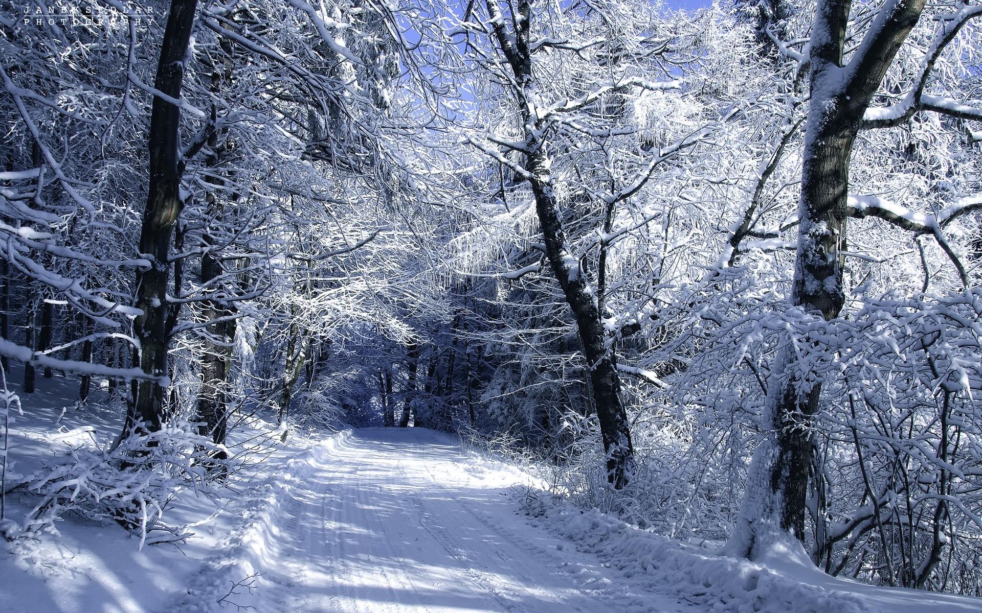1920x1200 Pretty Winter Forest & Road wallpaper. Pretty Winter Forest & Road