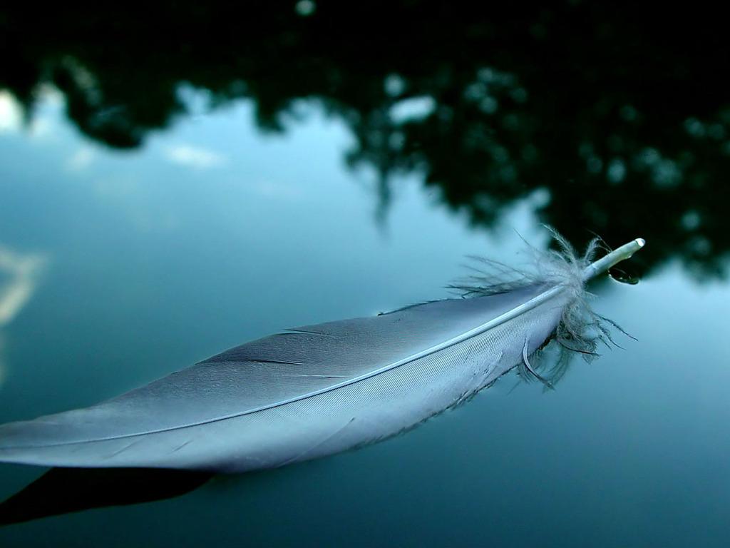 1024x768 Feather wallpaperx768