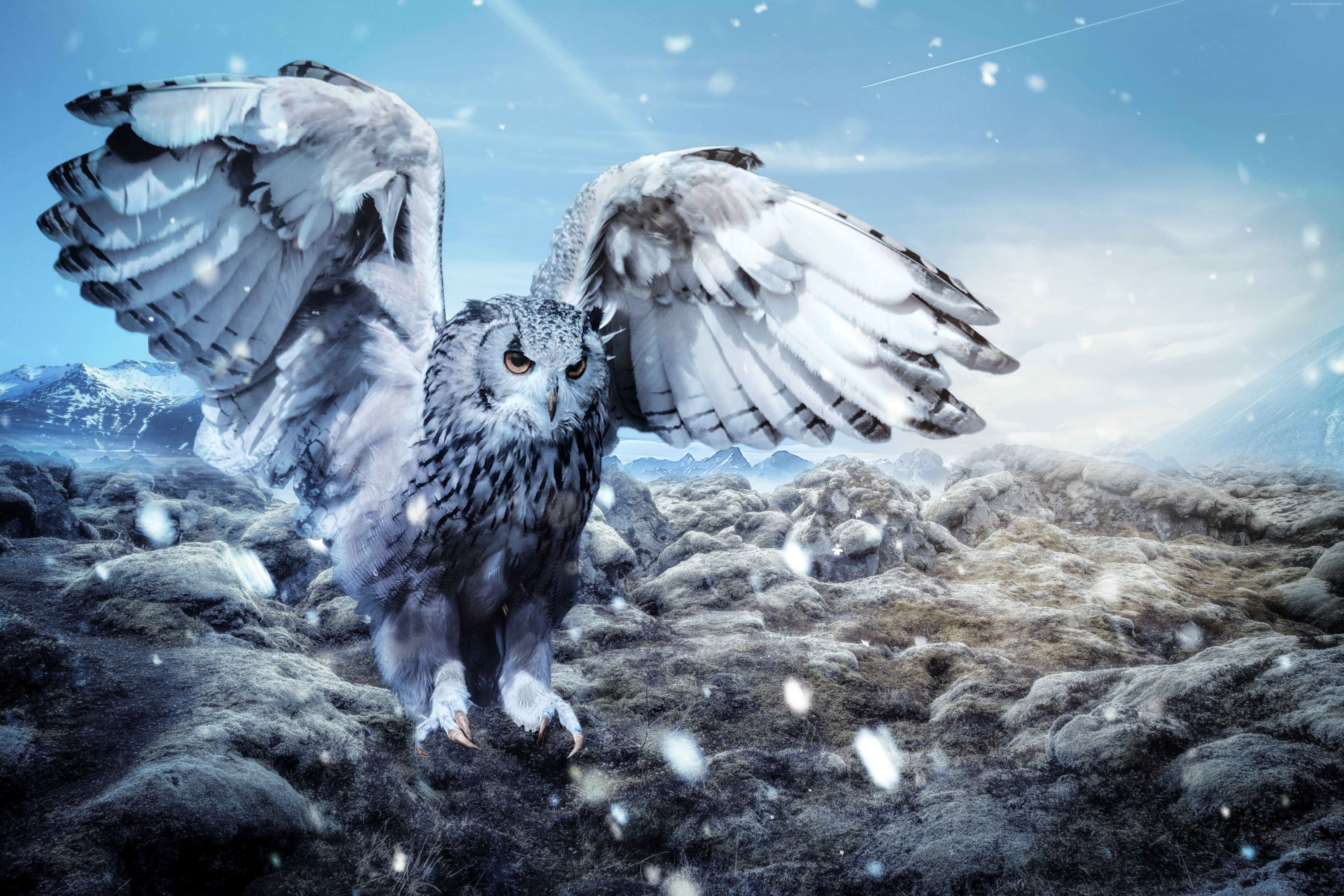 Snowy Owl Wallpapers - Top Free Snowy Owl Backgrounds - WallpaperAccess