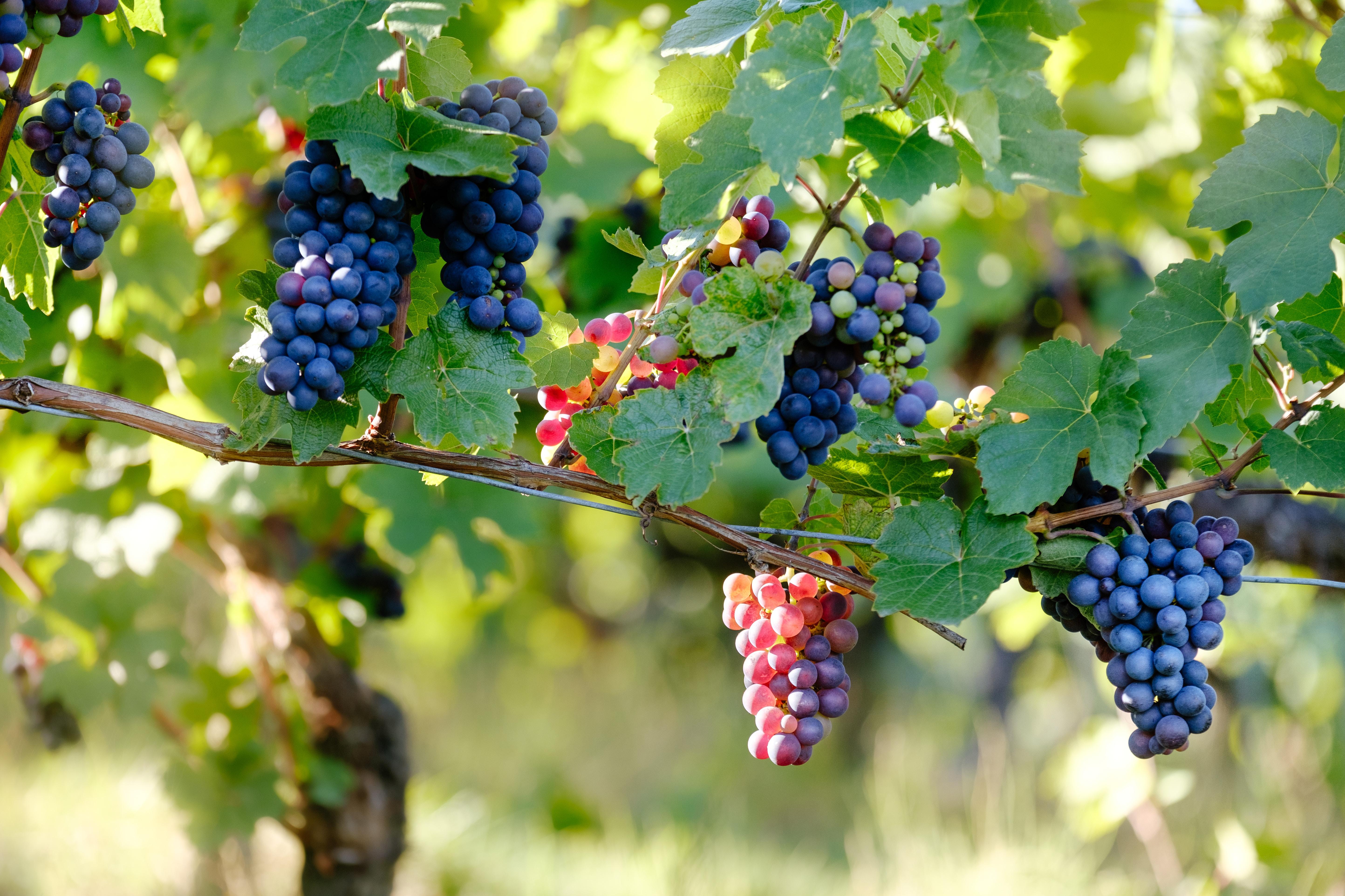 5774x3849 grapevine HD wallpaper, background