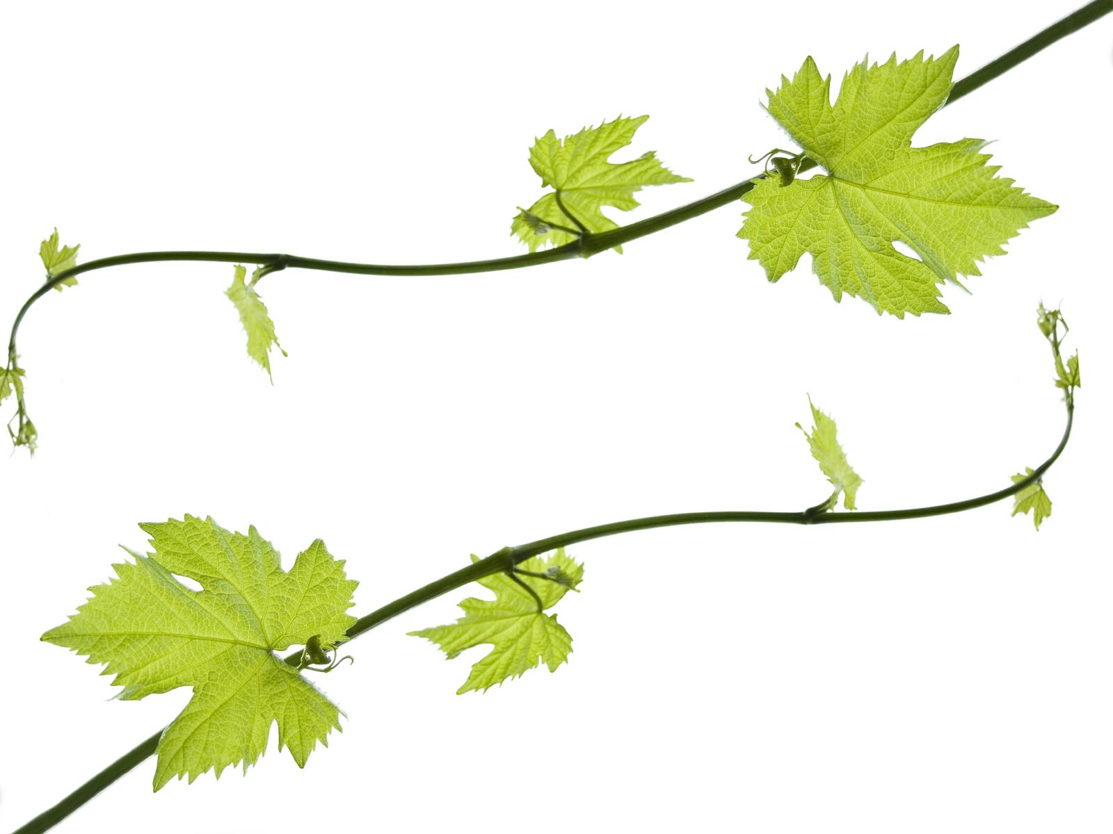 1600x1200 Grape Vine Borders Leaves Clip Art