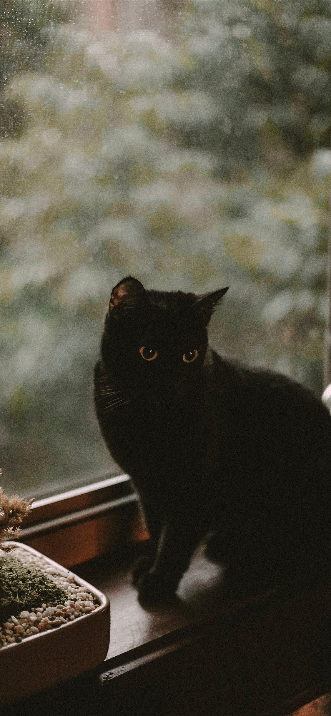 1125x2436 black cat iPhone X Wallpaper Free Download