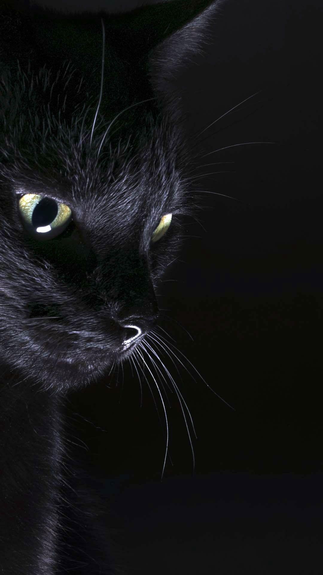 1080x1920 Wicca. Black cat aesthetic, Cat background, Cat aesthetic