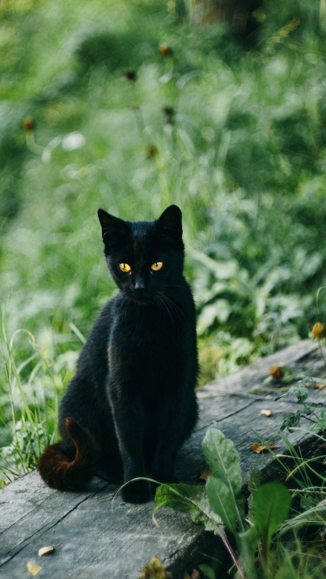 1080x1920 Cat Cool iPhone Background