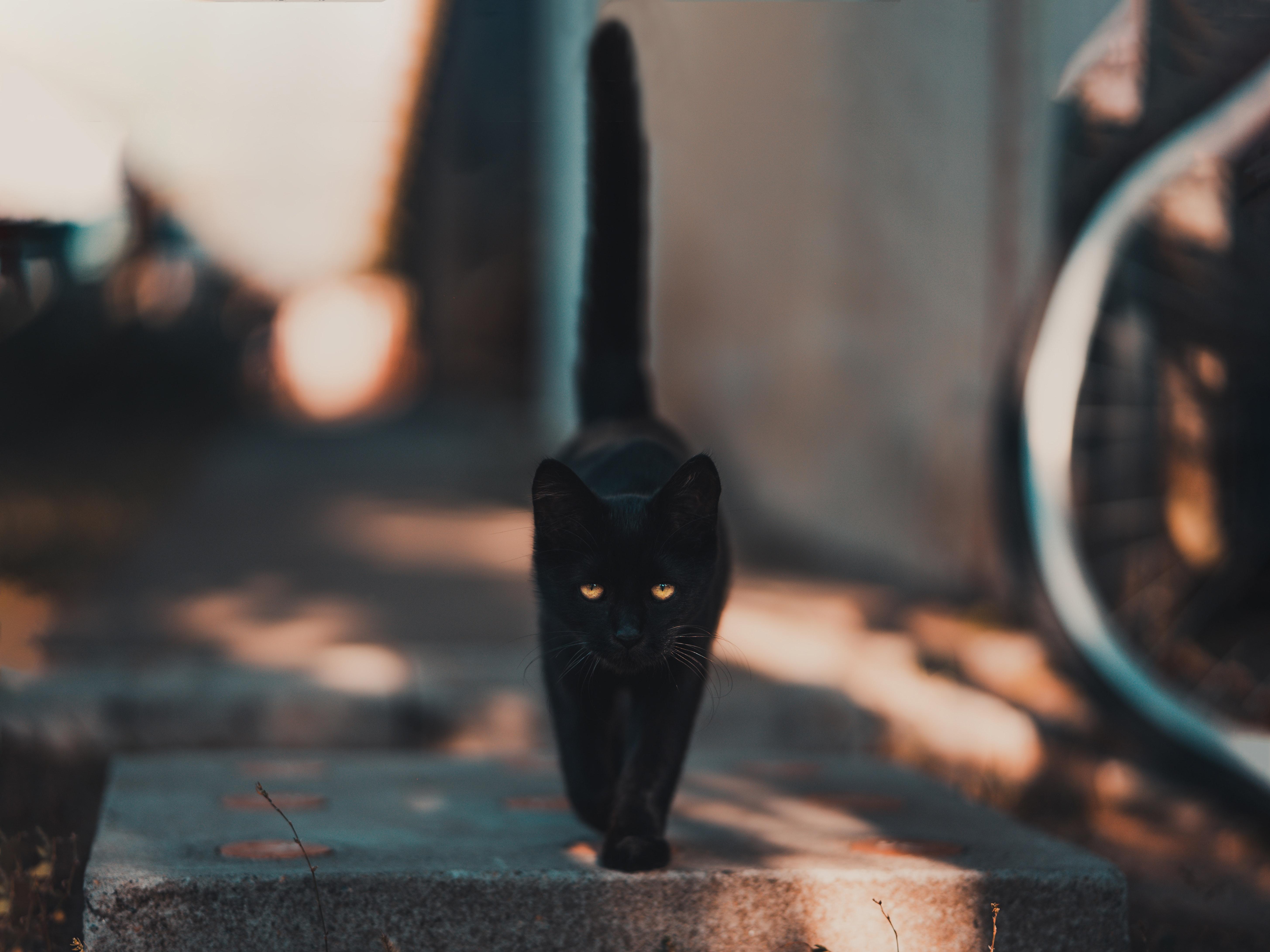 Aesthetic Black Cats Wallpapers - Top Free Aesthetic Black Cats