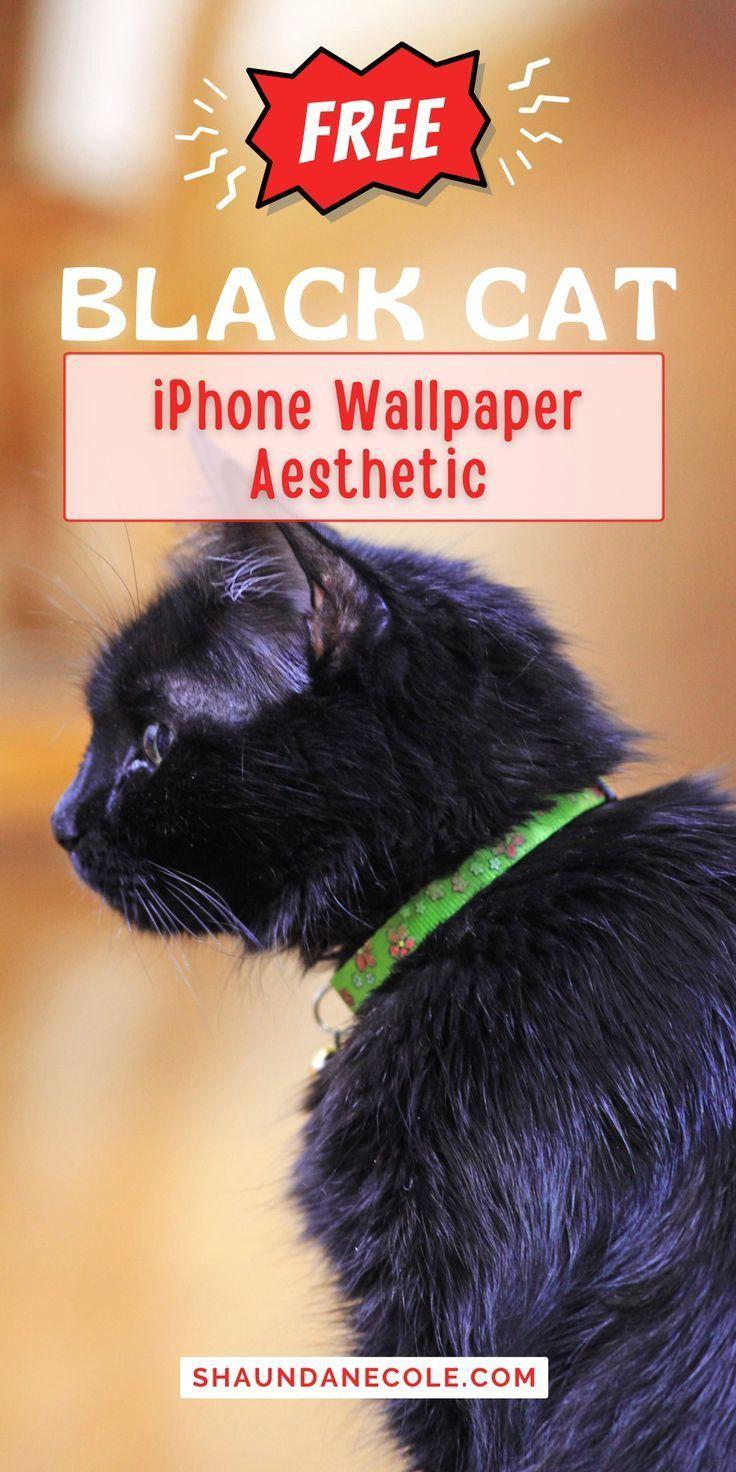 736x1472 Latest Black Cat Picture & Aesthetic, Black Cat Wallpaper Background For iPhone Cute Black Cat Drawing Cartoon Wallpaper