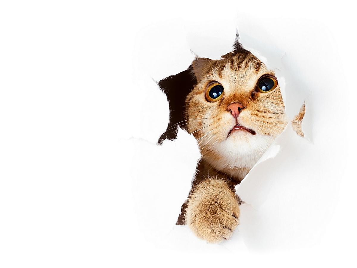 1200x900 cat wallpaper