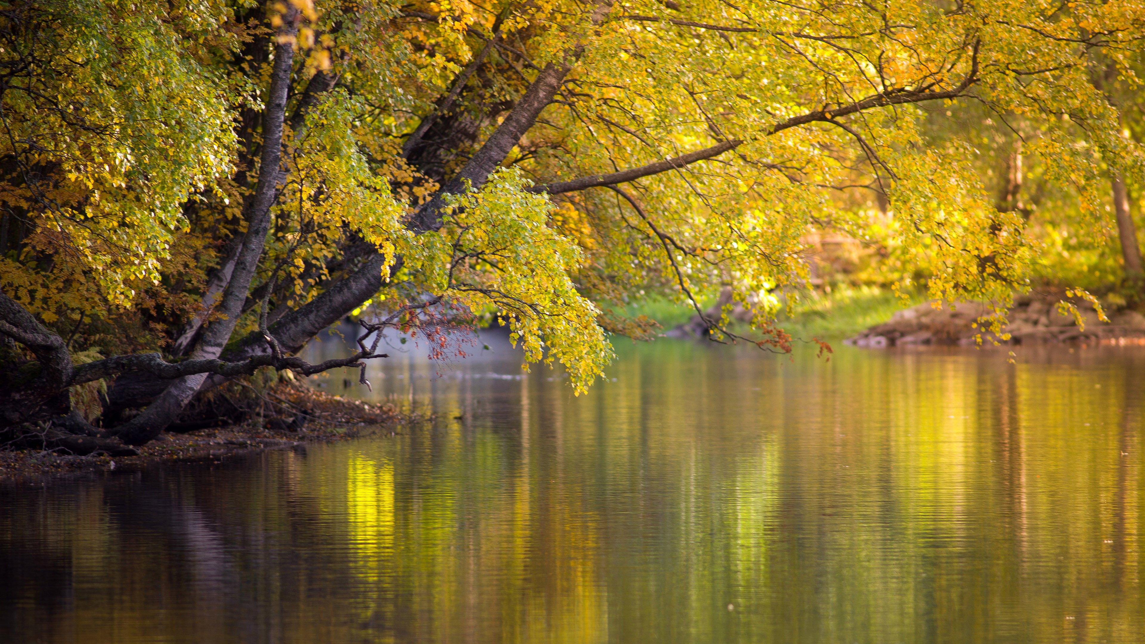 3840x2160 lake, Pond, Golden, Trees, Tropical, Forest, Stream, Leaves, Hdr, Ultrahd, Black, White, Hd, 4k, Wallpaper, 3840x2160 Wallpaper HD / Desktop and Mobile Background