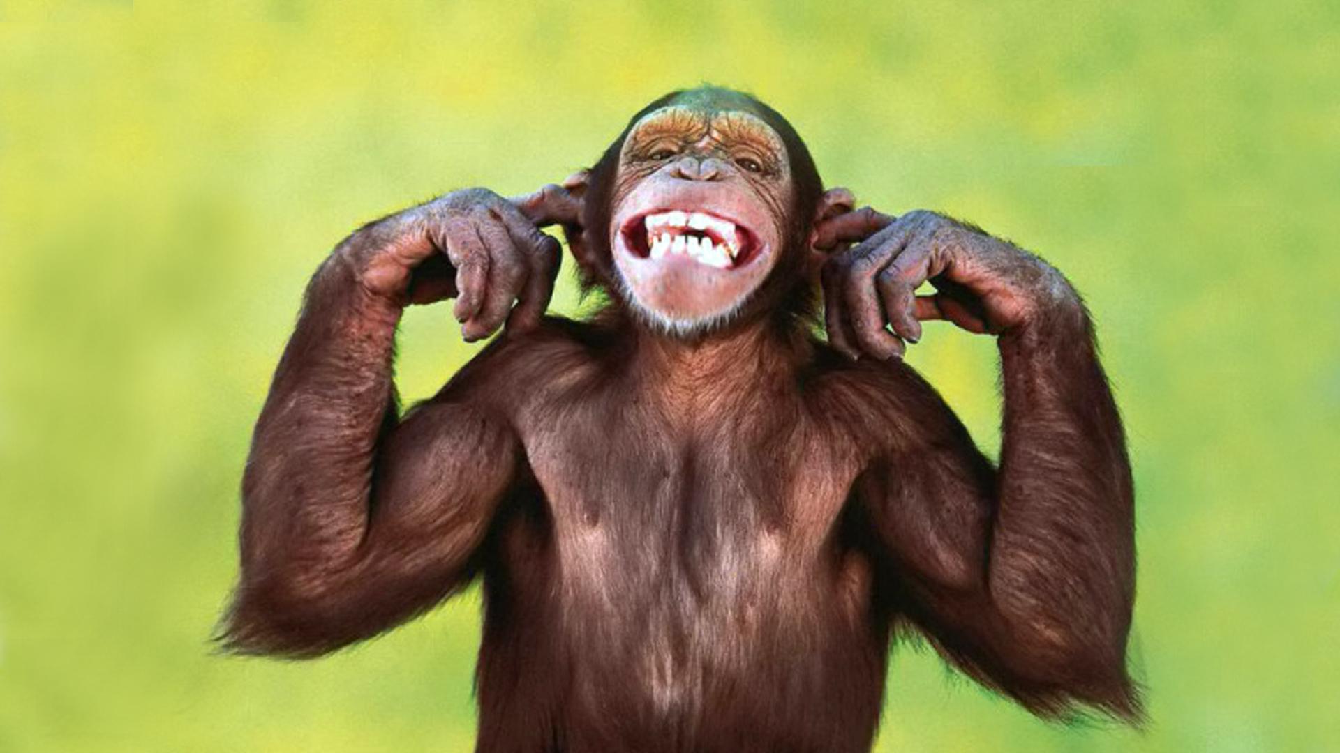 Funny Monkey Desktop Wallpapers - Top Free Funny Monkey Desktop ...