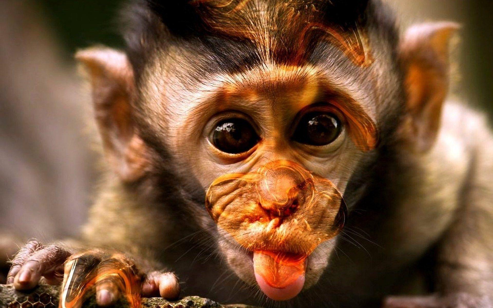1920x1200 Free download Funny Monkey Picture Wallpaper [1920x1200] for your Desktop, Mobile & Tablet. Explore Funny Monkey Wallpaper. Wallpaper Of Monkeys, Funny Monkey Wallpaper Desktop, Monkey Wallpaper for Computer