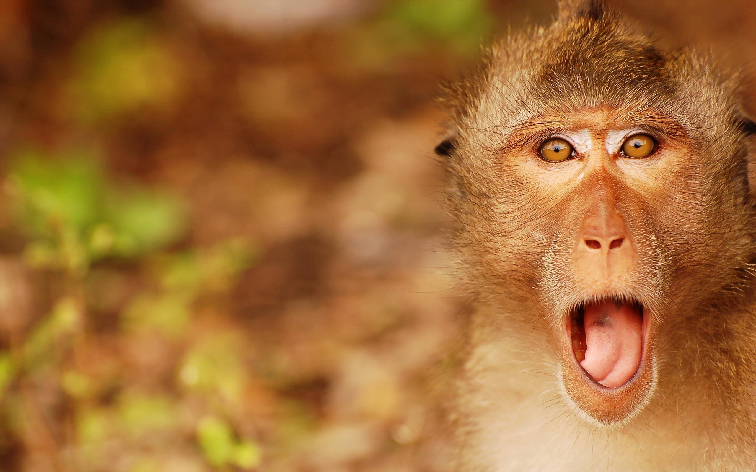 2560x1600 Funny Monkey Wallpaper Desktop