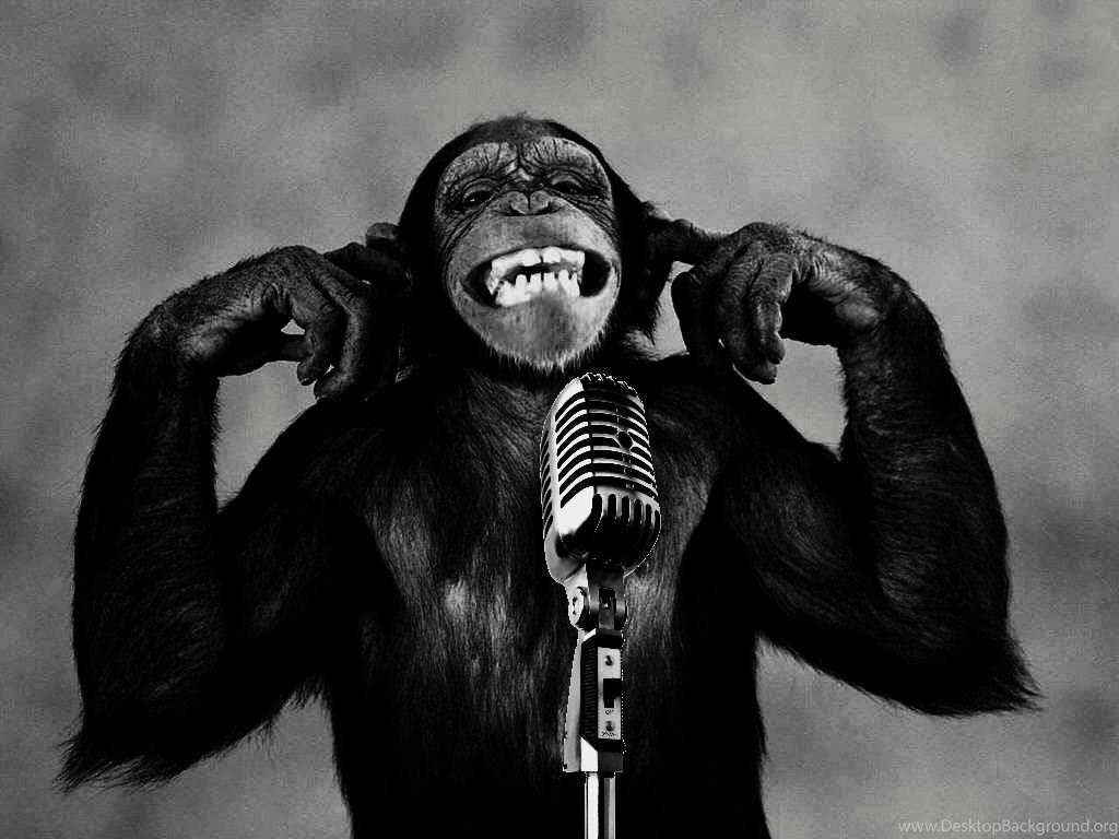1024x768 Funny Monkey HD Wallpaper Download Funny Monkey HD Wallpaper. Desktop Background