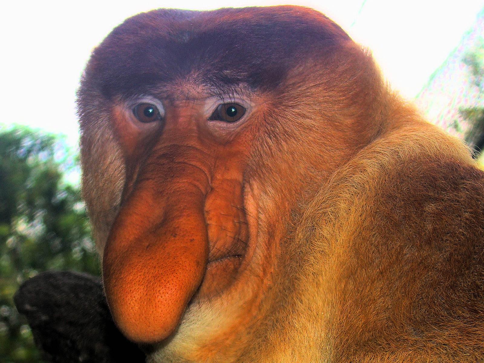 1600x1200 Funny Monkey Picture Wallpaper