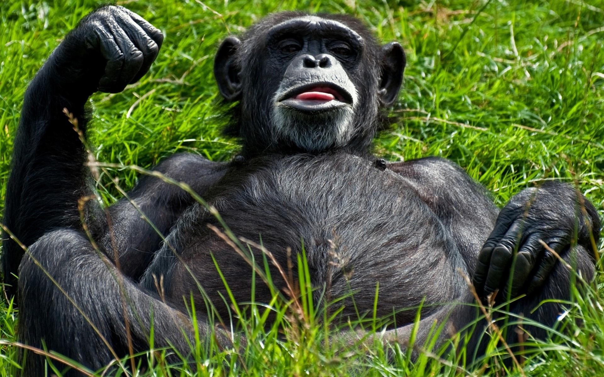 Funny Monkey Desktop Wallpapers - Top Free Funny Monkey Desktop ...