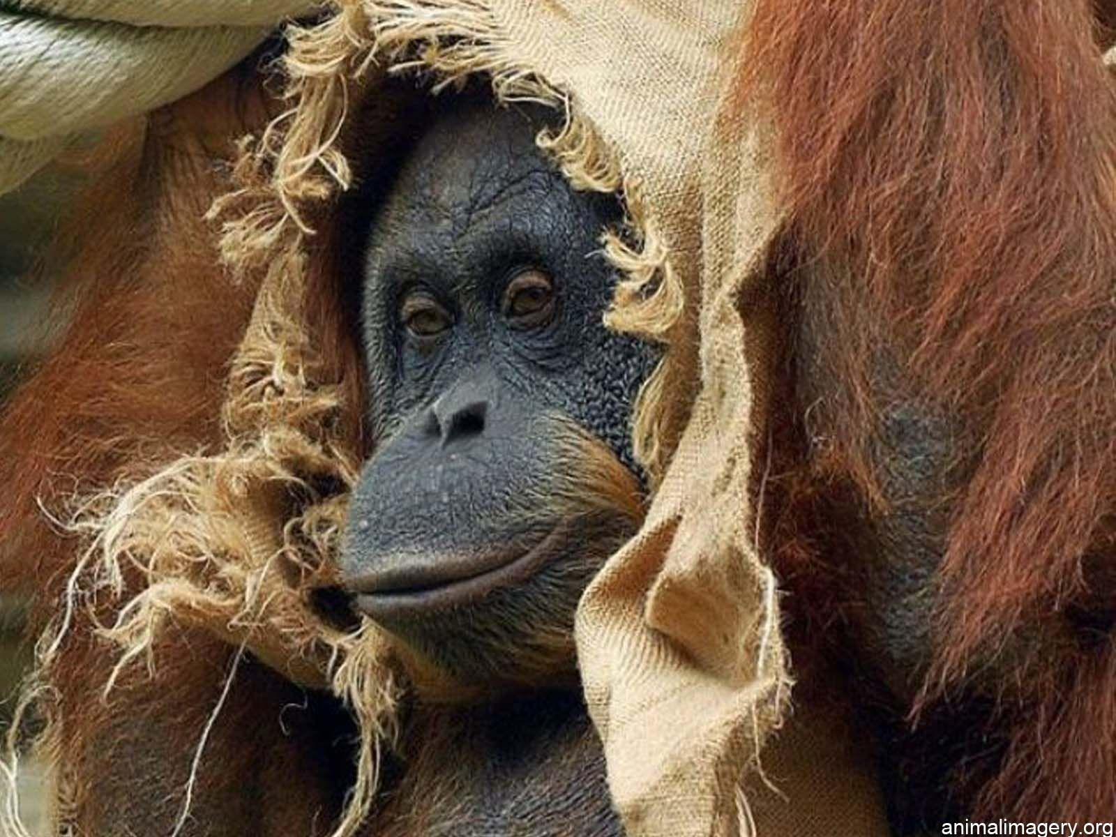 1600x1200 Monkey. Tiere, Affen