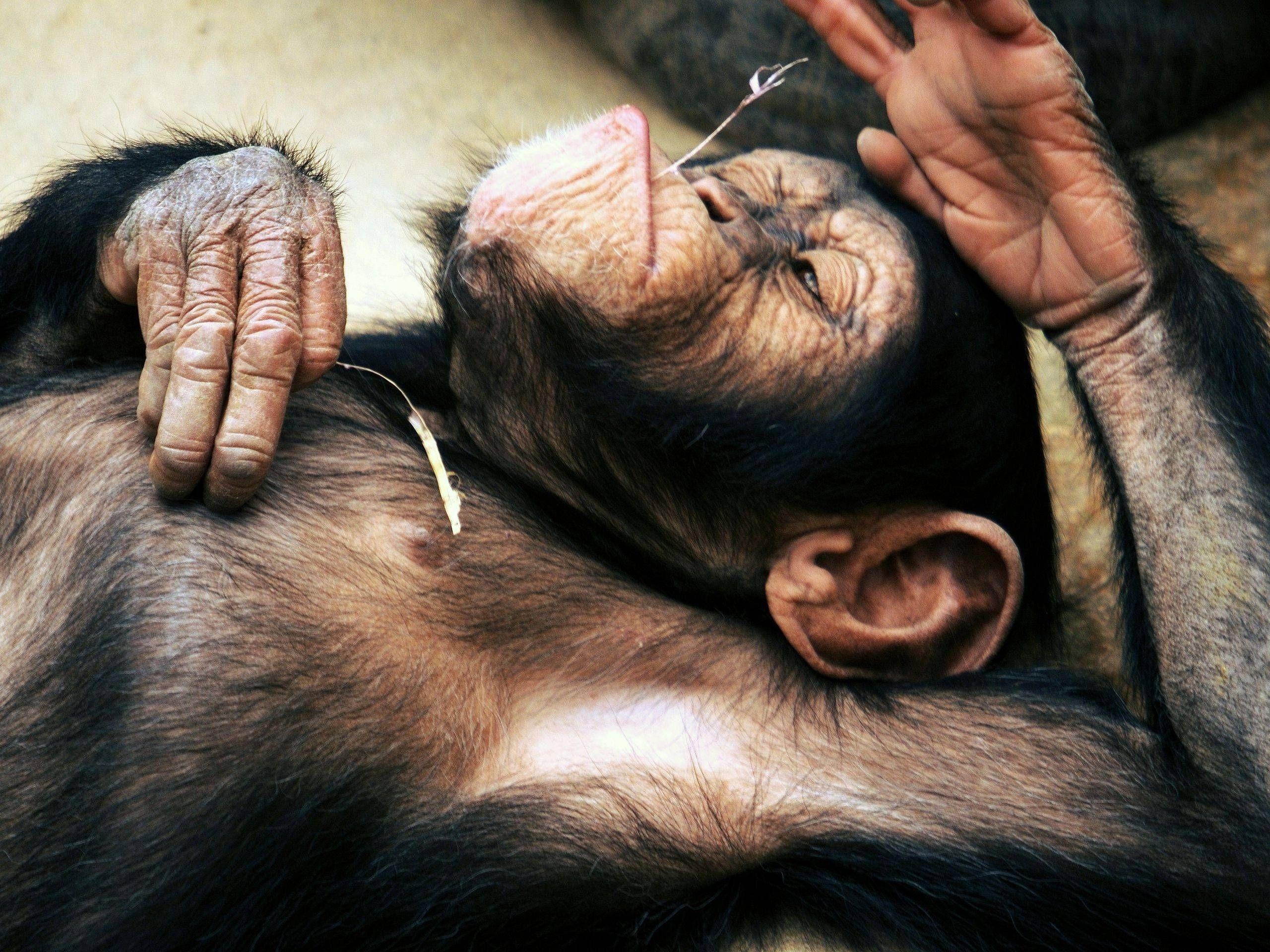 2560x1920 Cute Monkey Wallpaper background picture