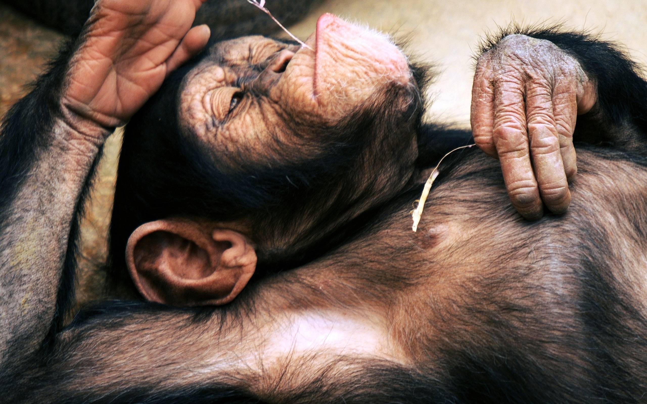 2560x1600 Free Monkey Wallpaper