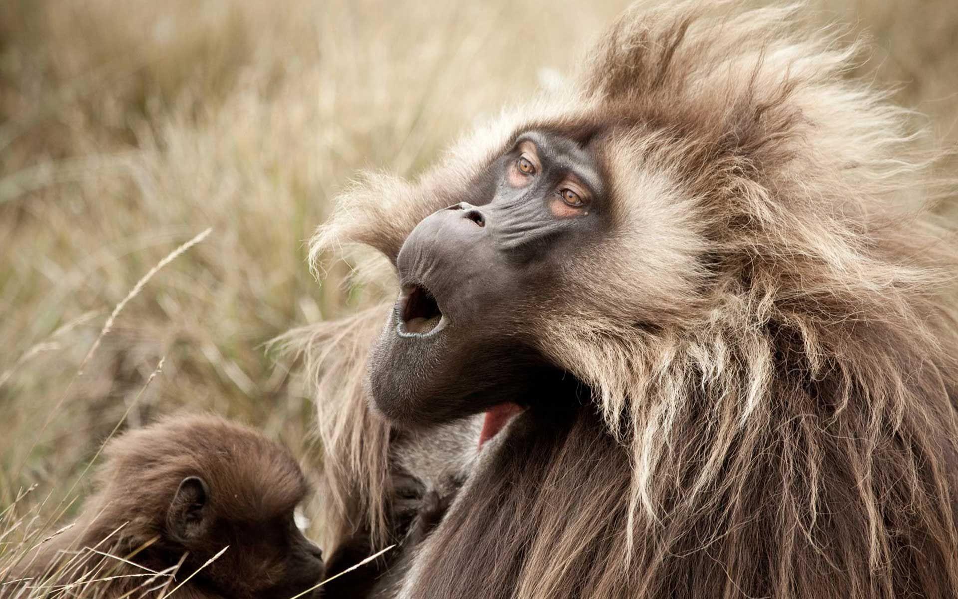 1920x1200 Monkey Funny Wallpaper background picture